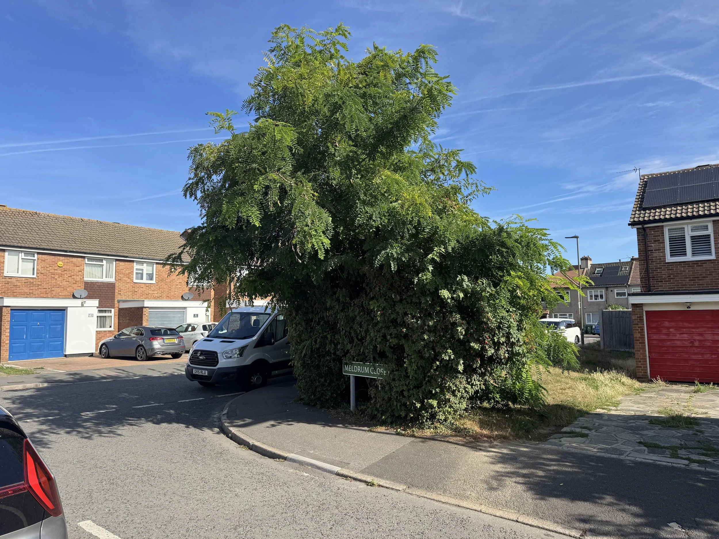 Overgrown tree spreading across front garden and driveway before pruning