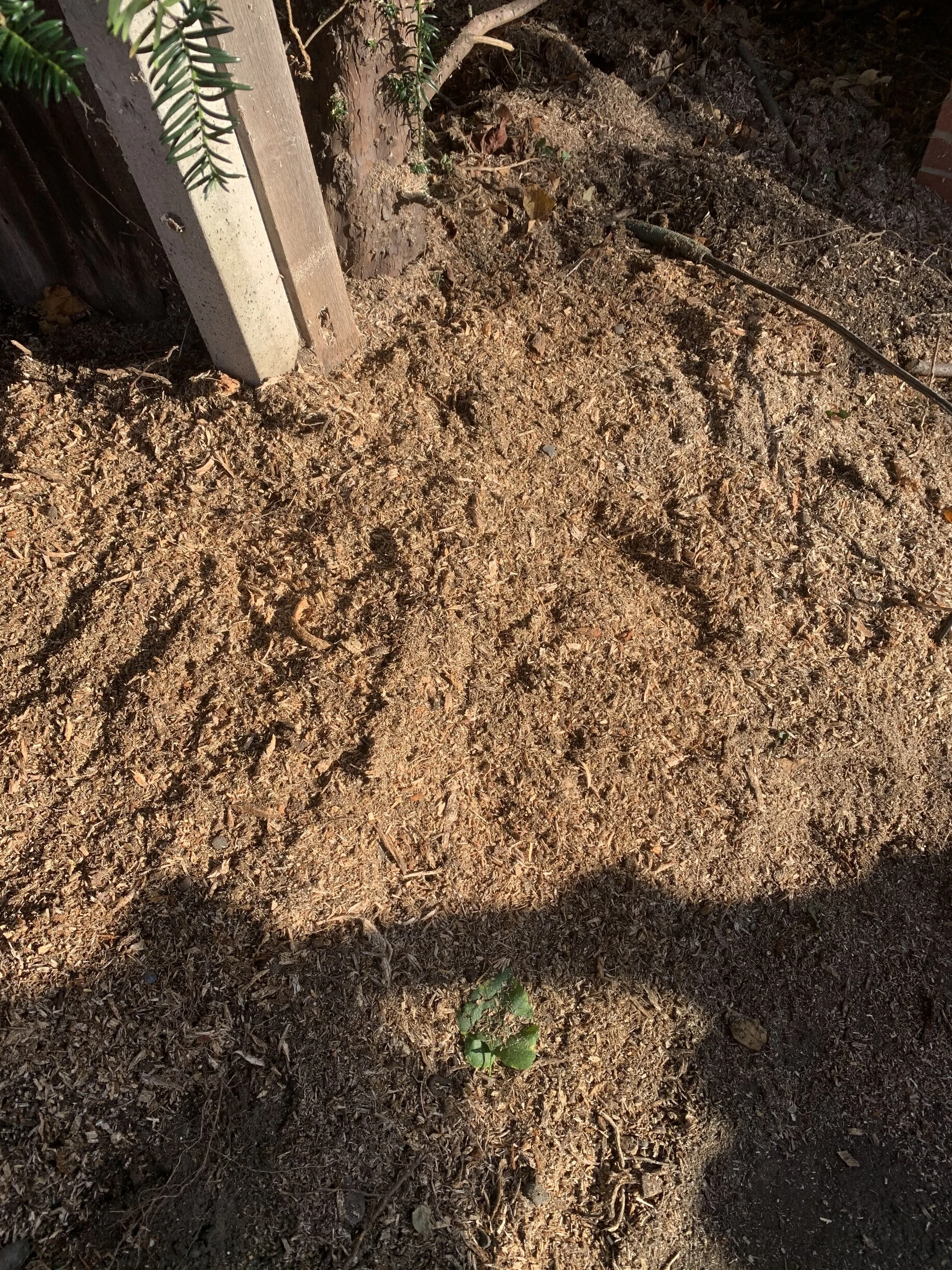 Area cleared for new garden fencing after the tree stump was ground below surface level
