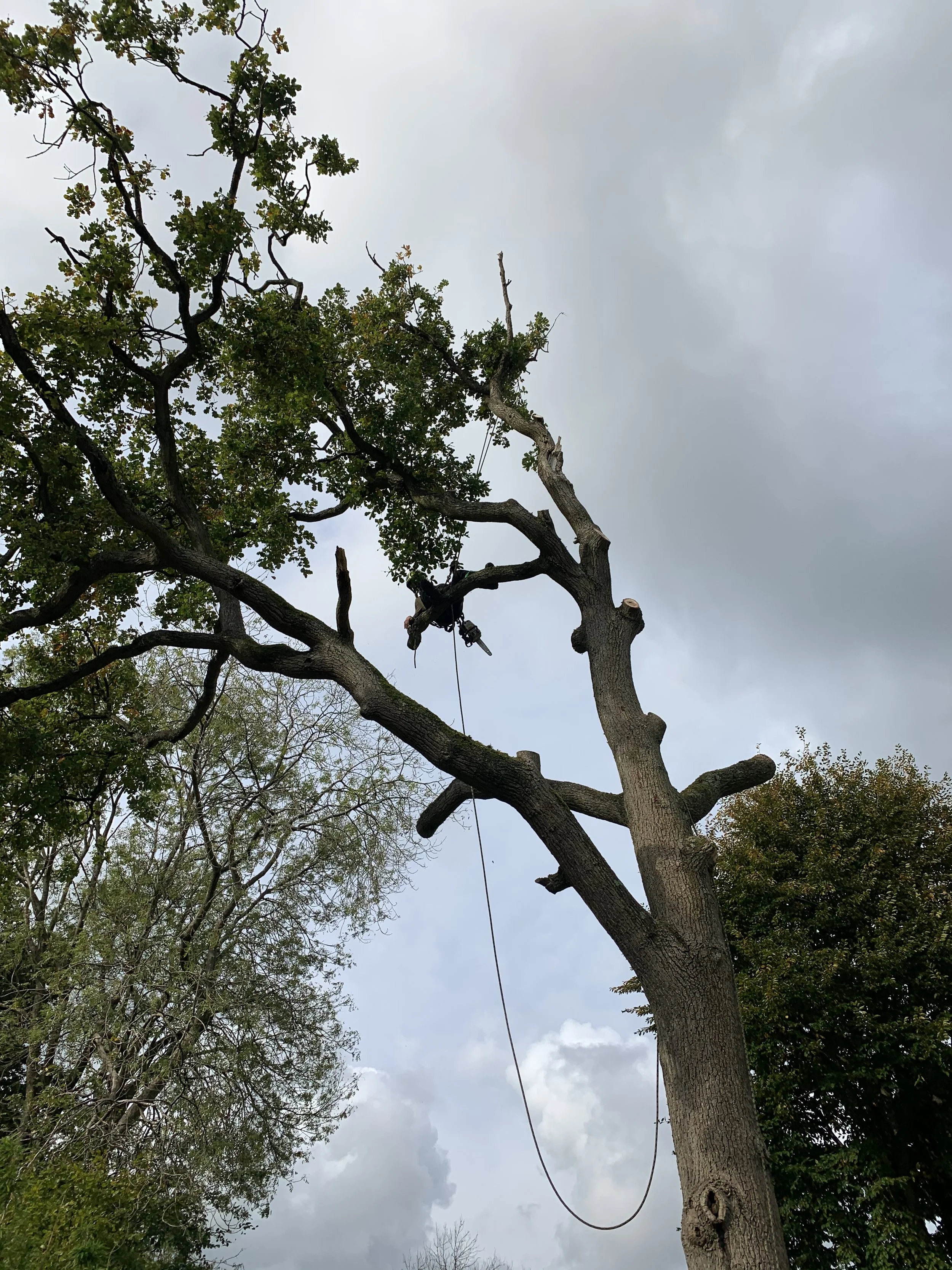 02 — Crown dismantling: Deadwood and upper branches removed in controlled sections