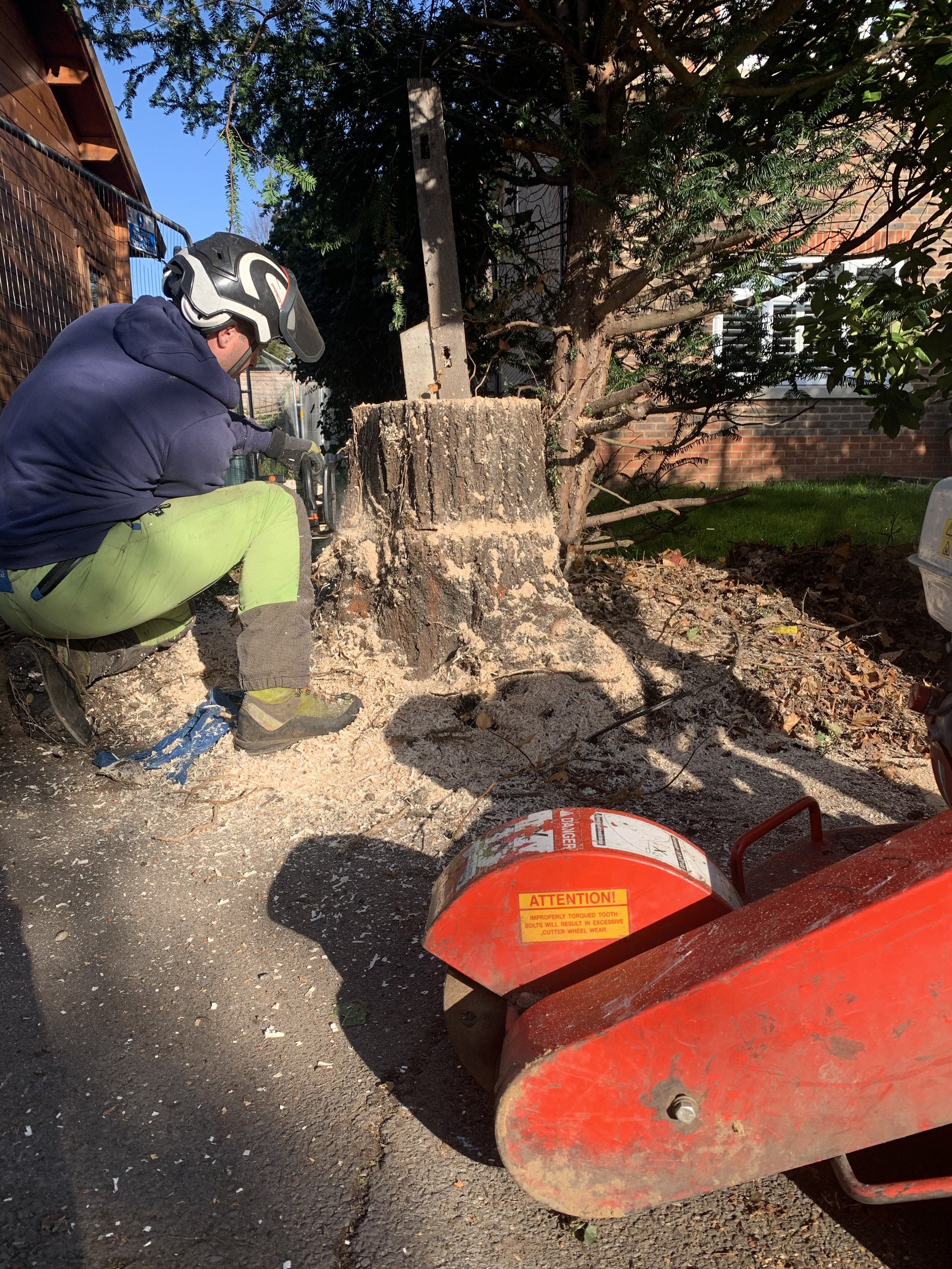 Tree surgeon wearing safety gear and a helmet kneeling down in front of a stump grinder whilst lowering a tree stump with a chainsaw so the remaining stump can be fully removed using the stump grinder.