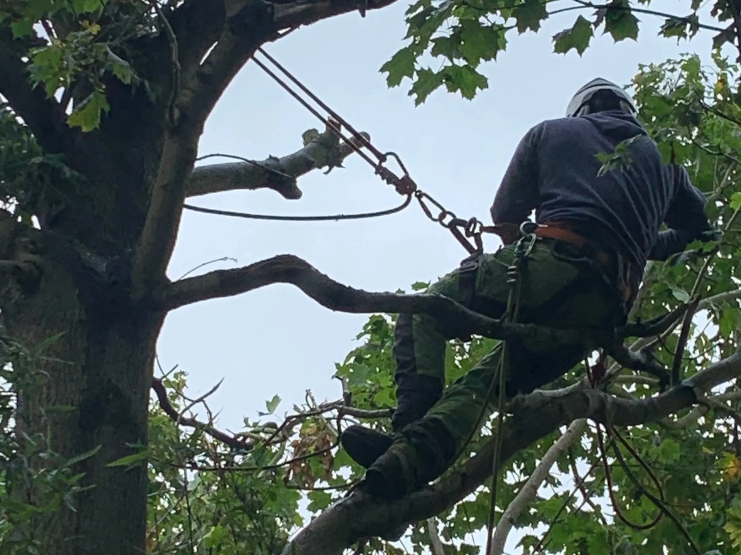 JRT Tree Care climber carrying out tree pruning using a rope and harness