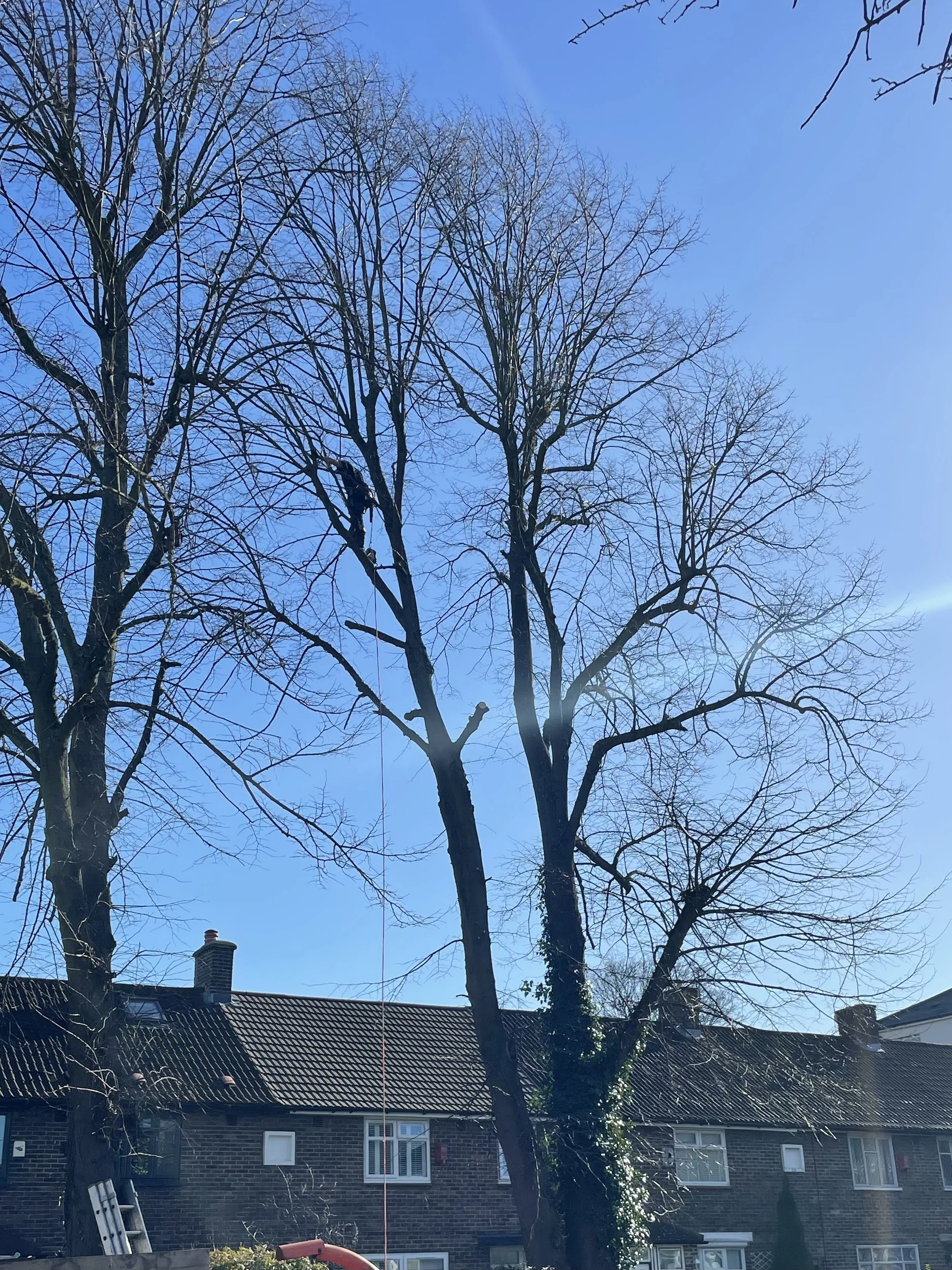 Tree surgeon climbing a multi-stem tree before dismantling and removing one of the stems.