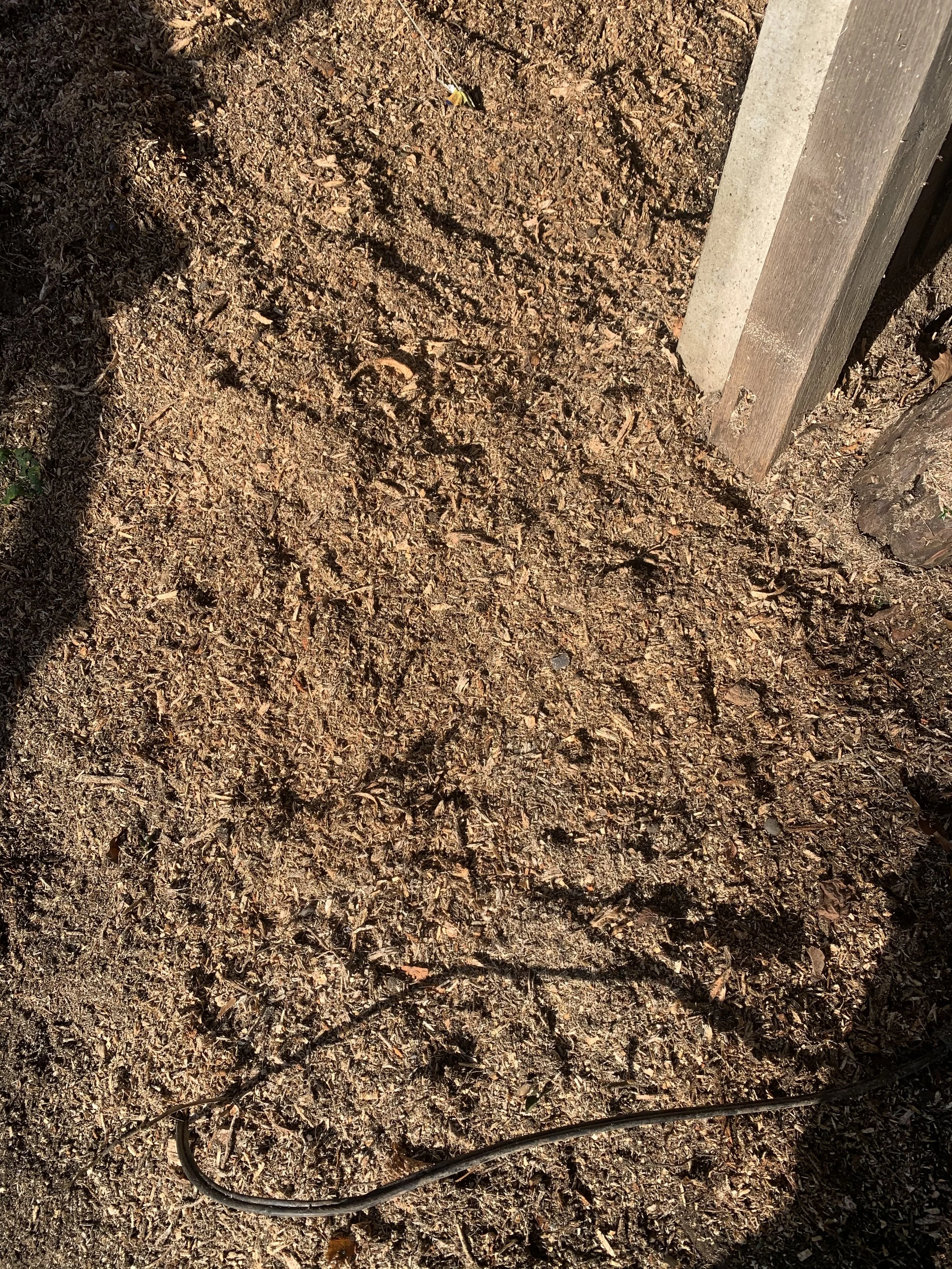 shows site were conifer stump was removed using a stump grinder