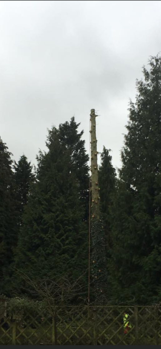 Large conifer tree being a dismantled