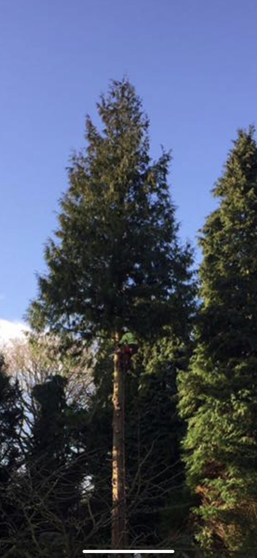 Tree surgeon secured by climbing ropes and harness whilst removing branches with a chainsaw on a large conifer tree