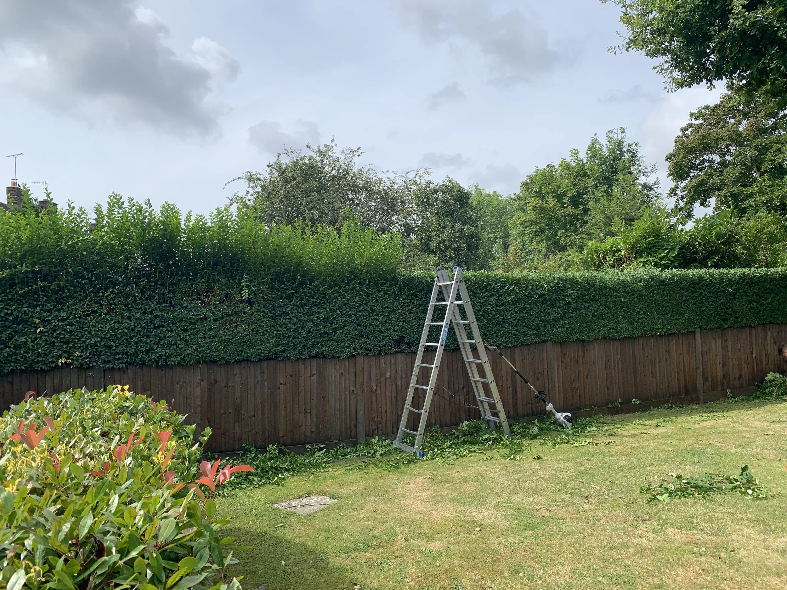 Long garden boundary hedge being trimmed and maintained