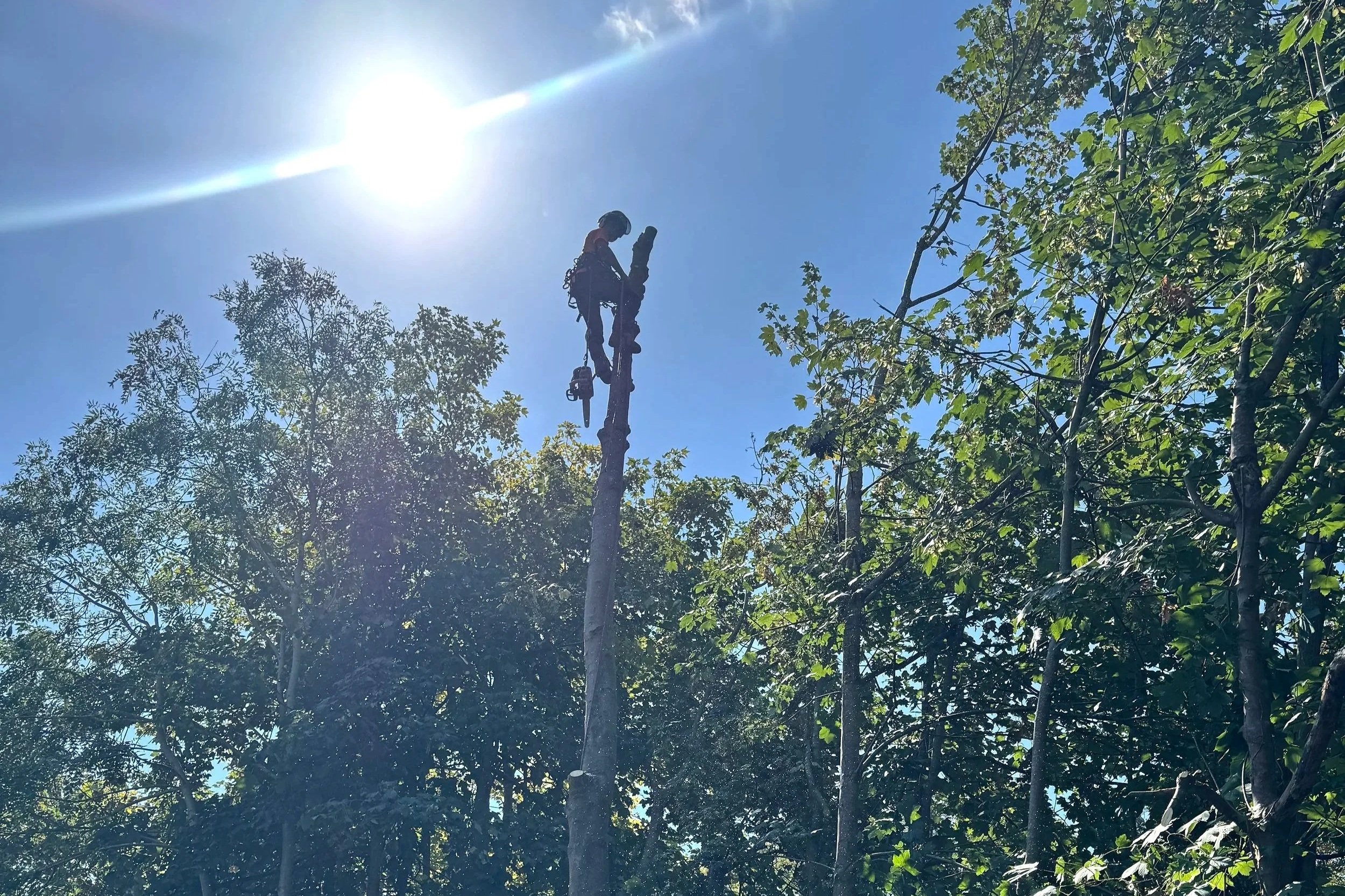 Tree surgeon climbing a tall tree during professional tree work