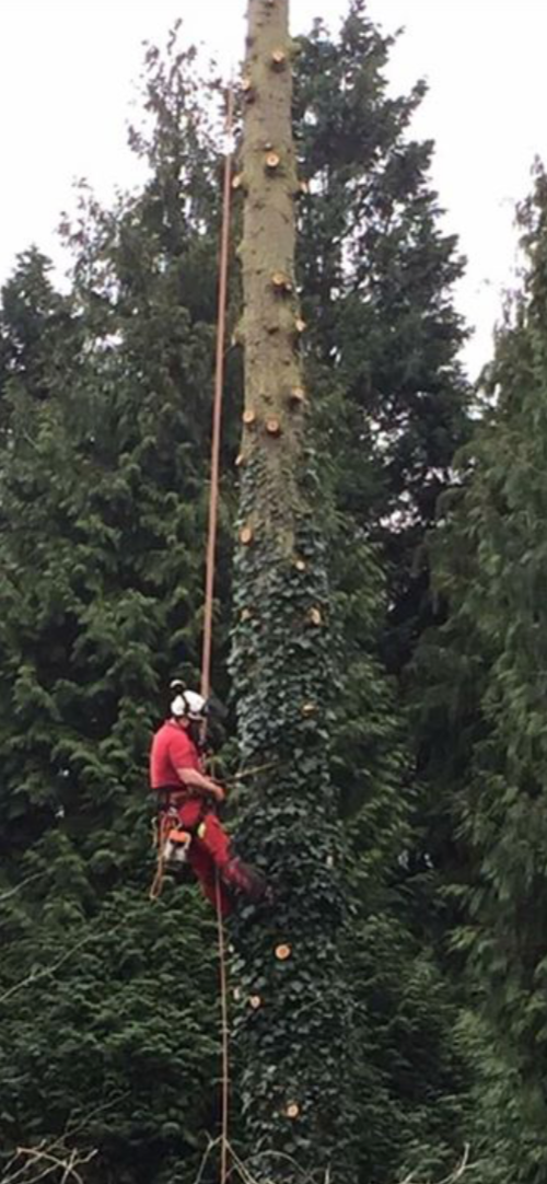 Tree surgeon secured by climbing ropes and harness  to a large tree trunk during a professional tree dismantling