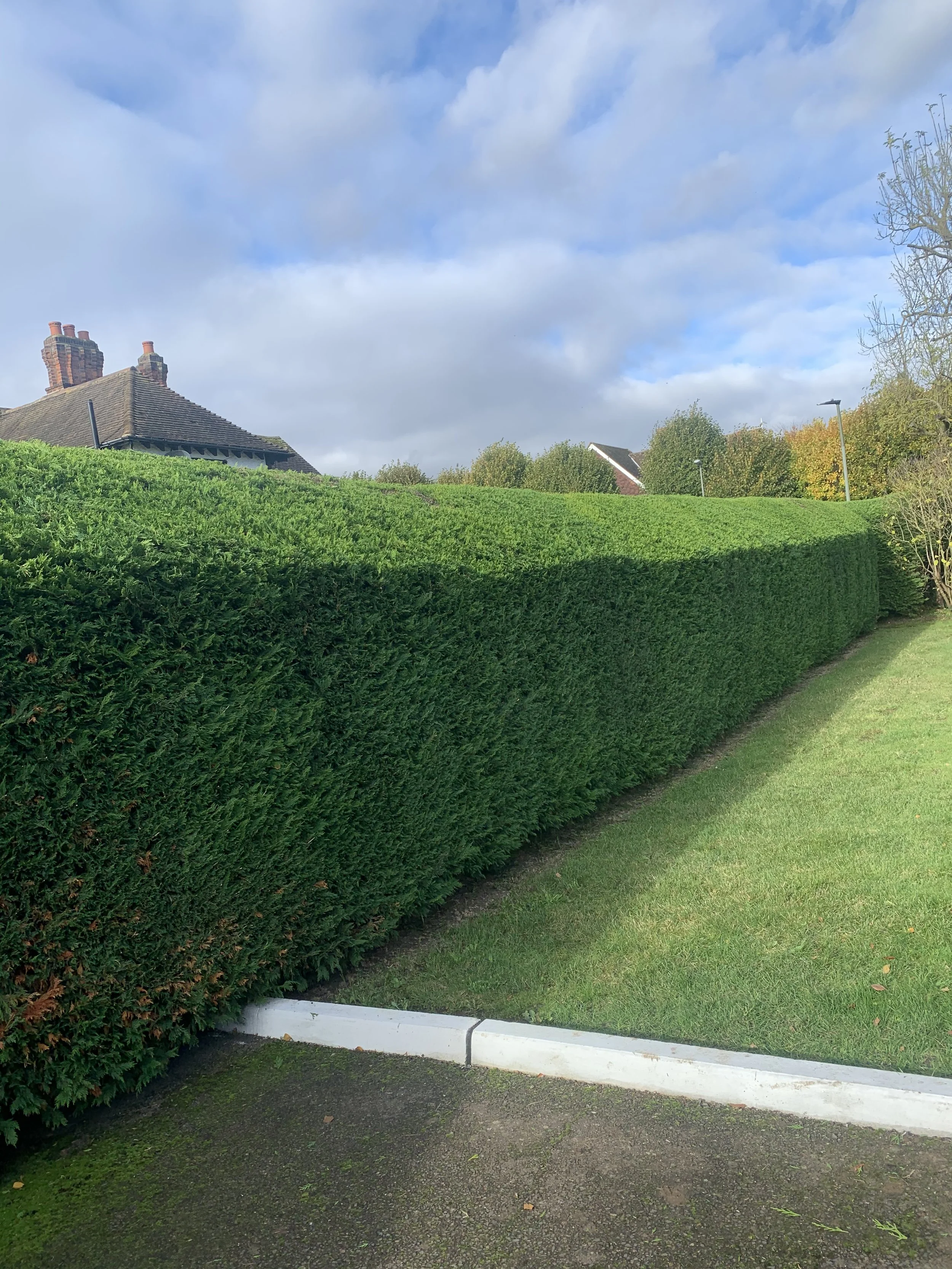 Large garden hedge trimmed with a level top and straight sides