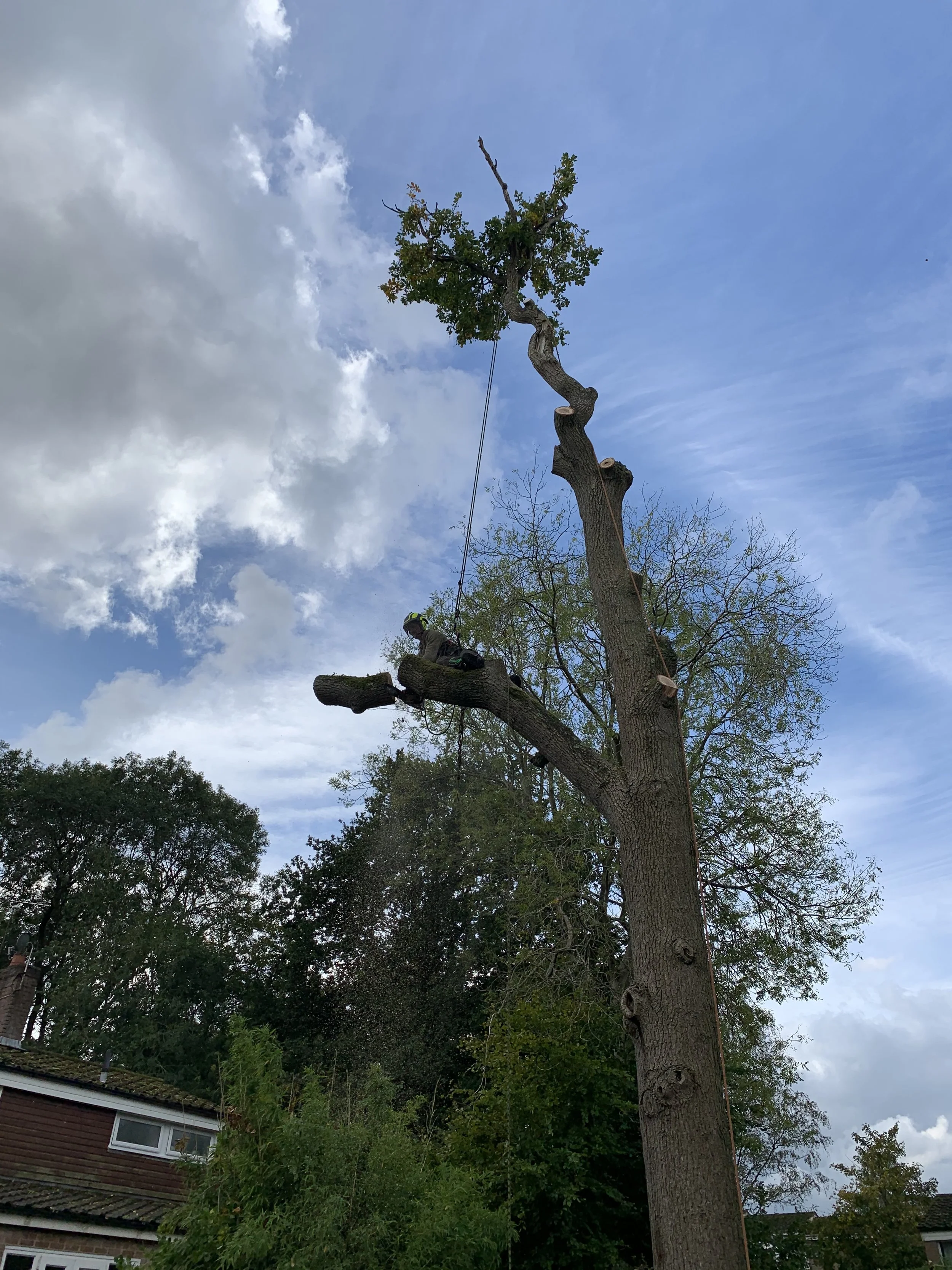 Tree surgeon carrying out a controlled sectional tree dismantling