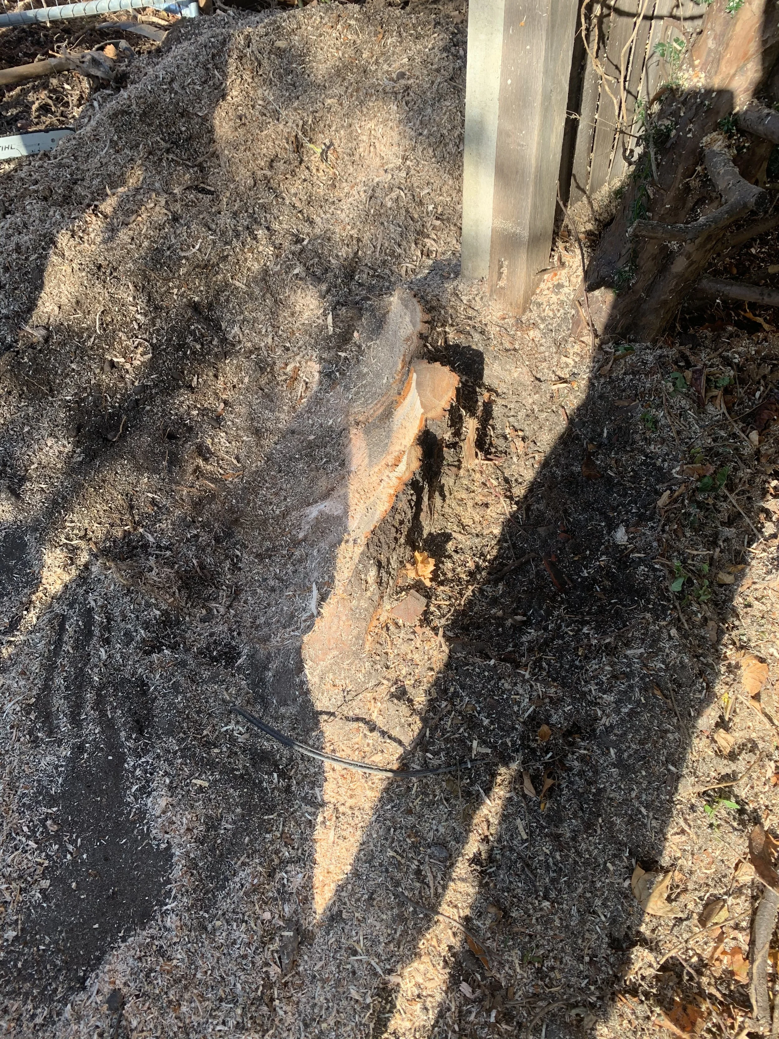 Larger conifer stump showing a large portion of the stump being removed by a stump grinder