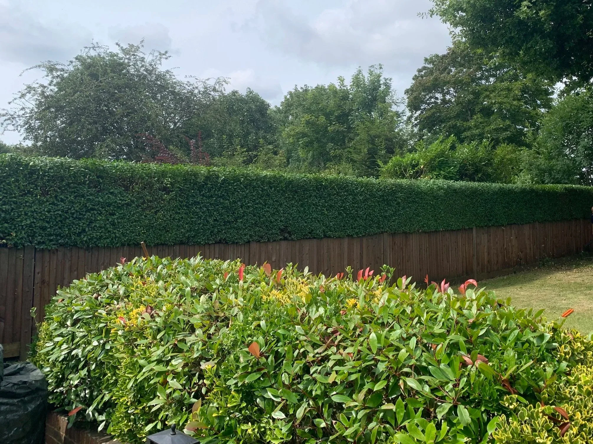 Long garden boundary hedge after trimming, with a level top and tidy sides