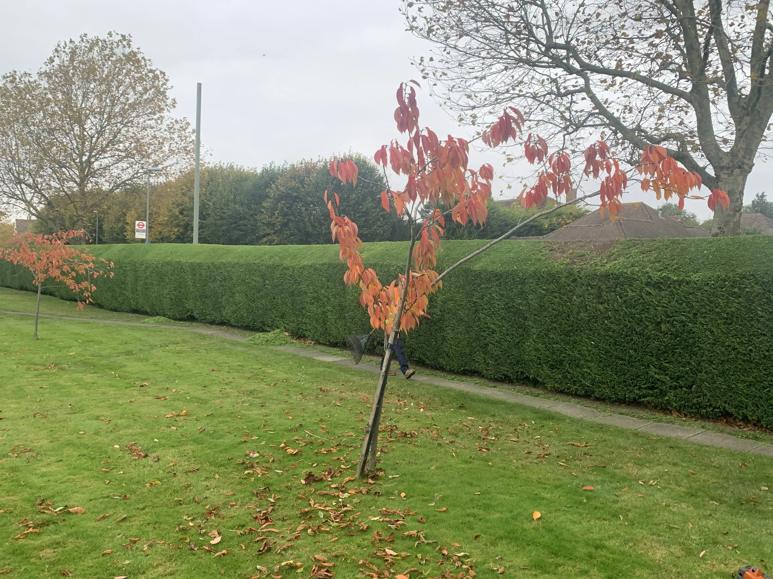 Long, neatly trimmed garden hedge with a red-leaved tree in the foreground