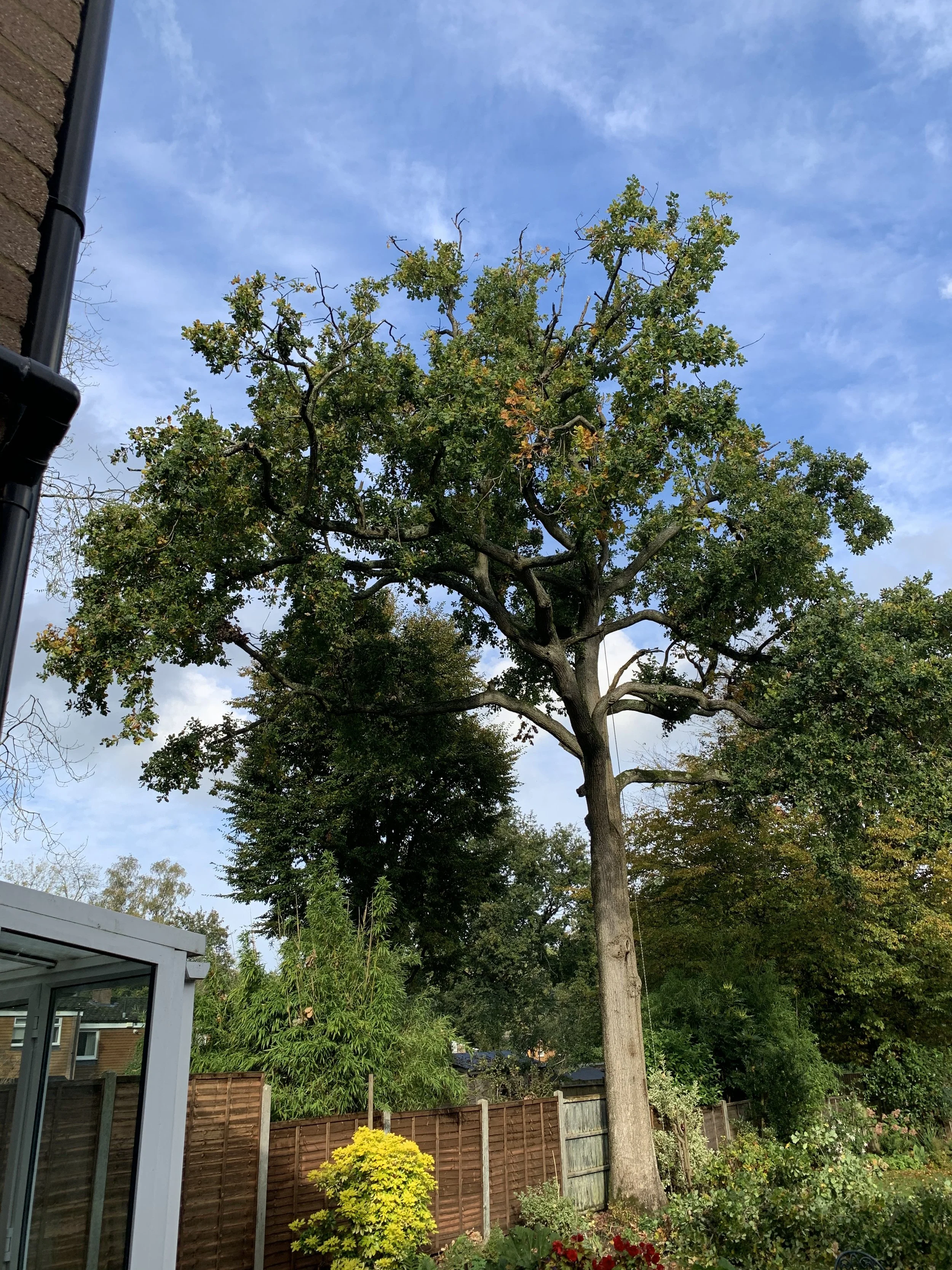 01 — Before: Large oak overhanging the customer’s conservatory, with considerable deadwood throughout the crown