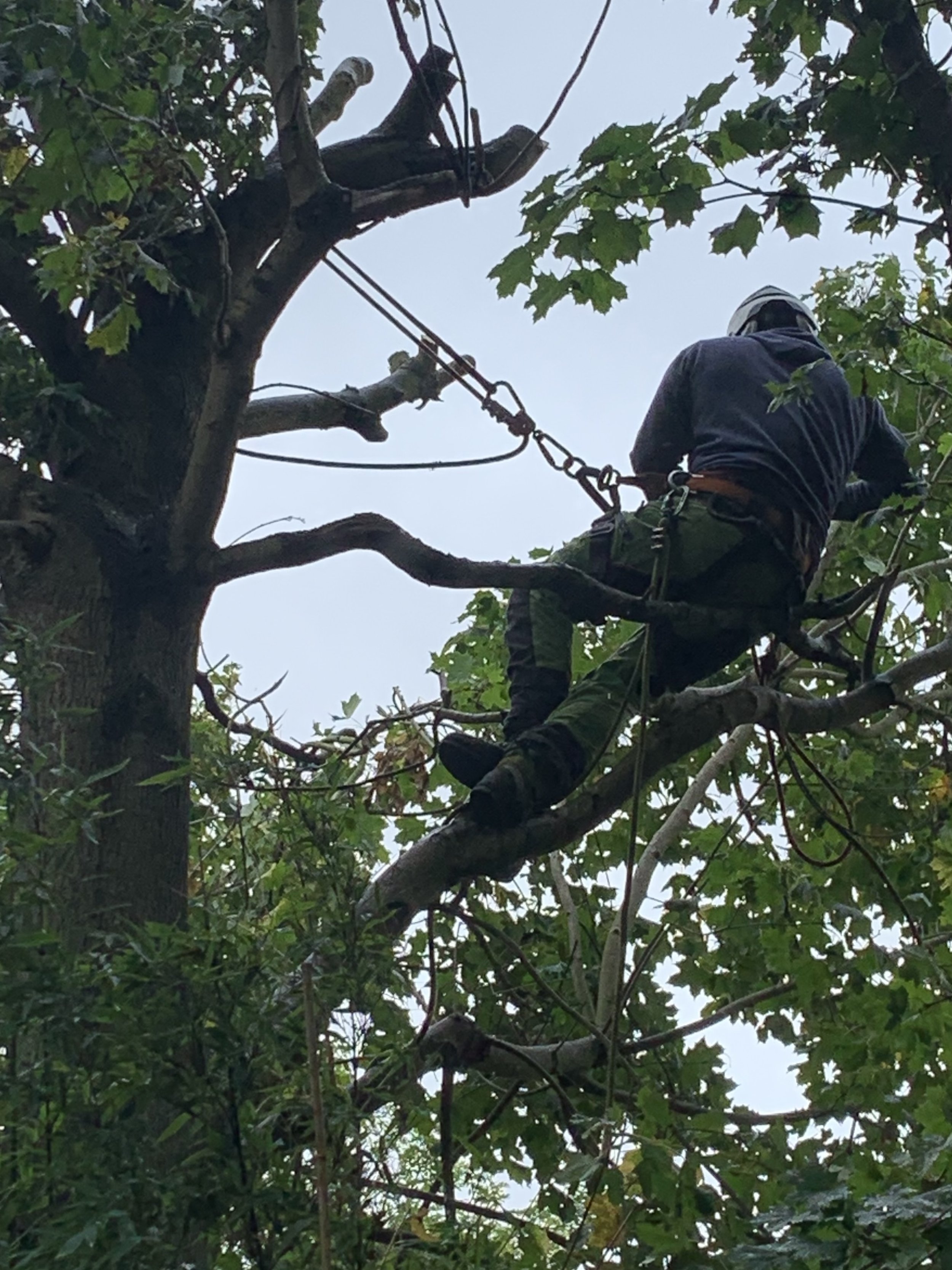 Tree surgeon carrying out controlled branch removal