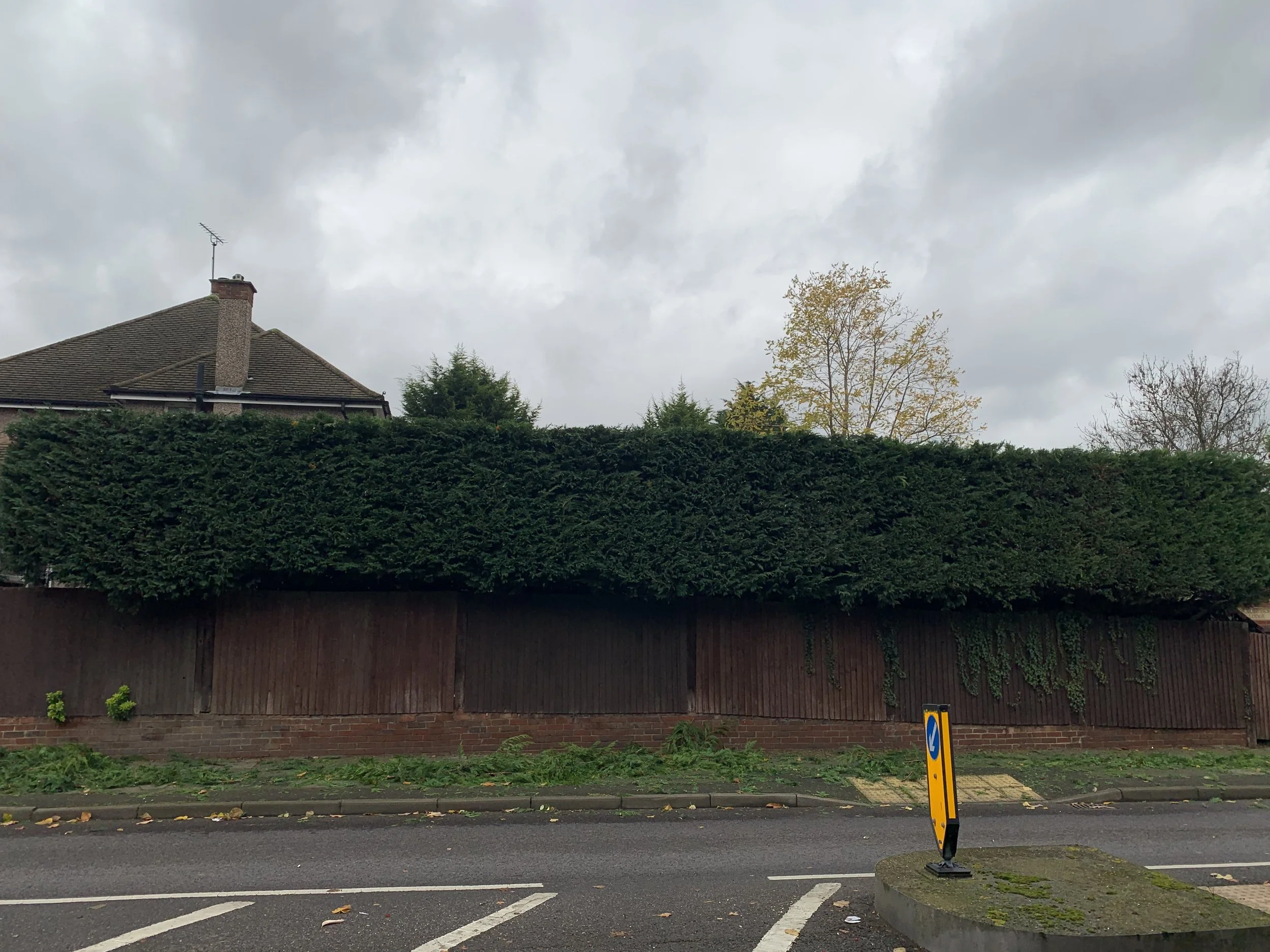 Long roadside hedge neatly trimmed above a wooden boundary fence
