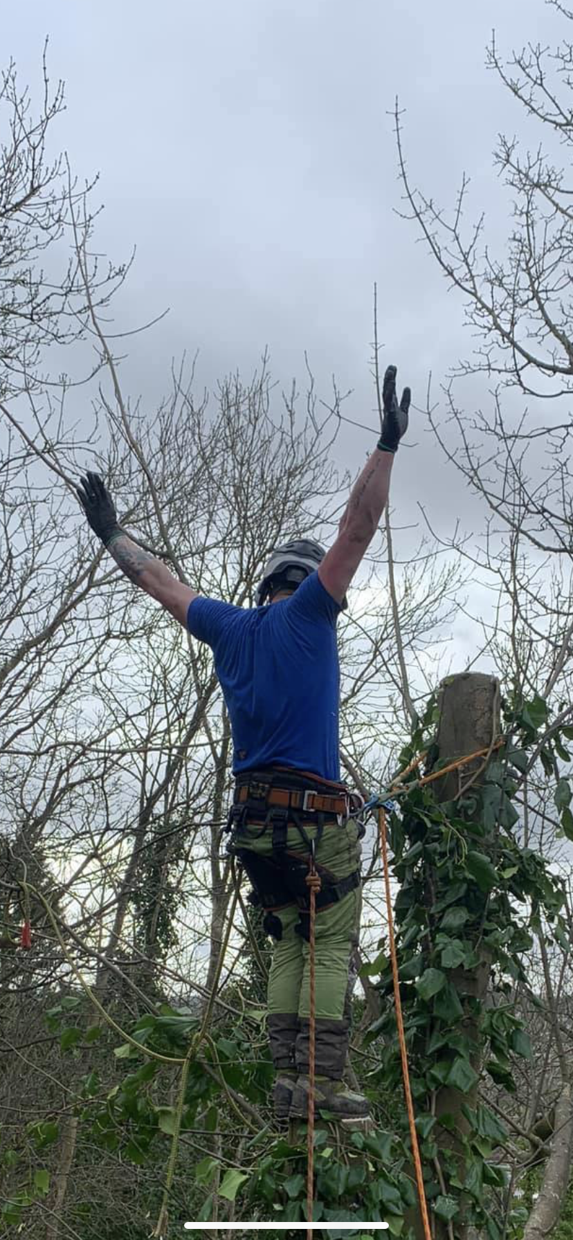 Tree surgeon secured by climbing ropes and harness to the remaining tree trunk during a professional tree dismantling