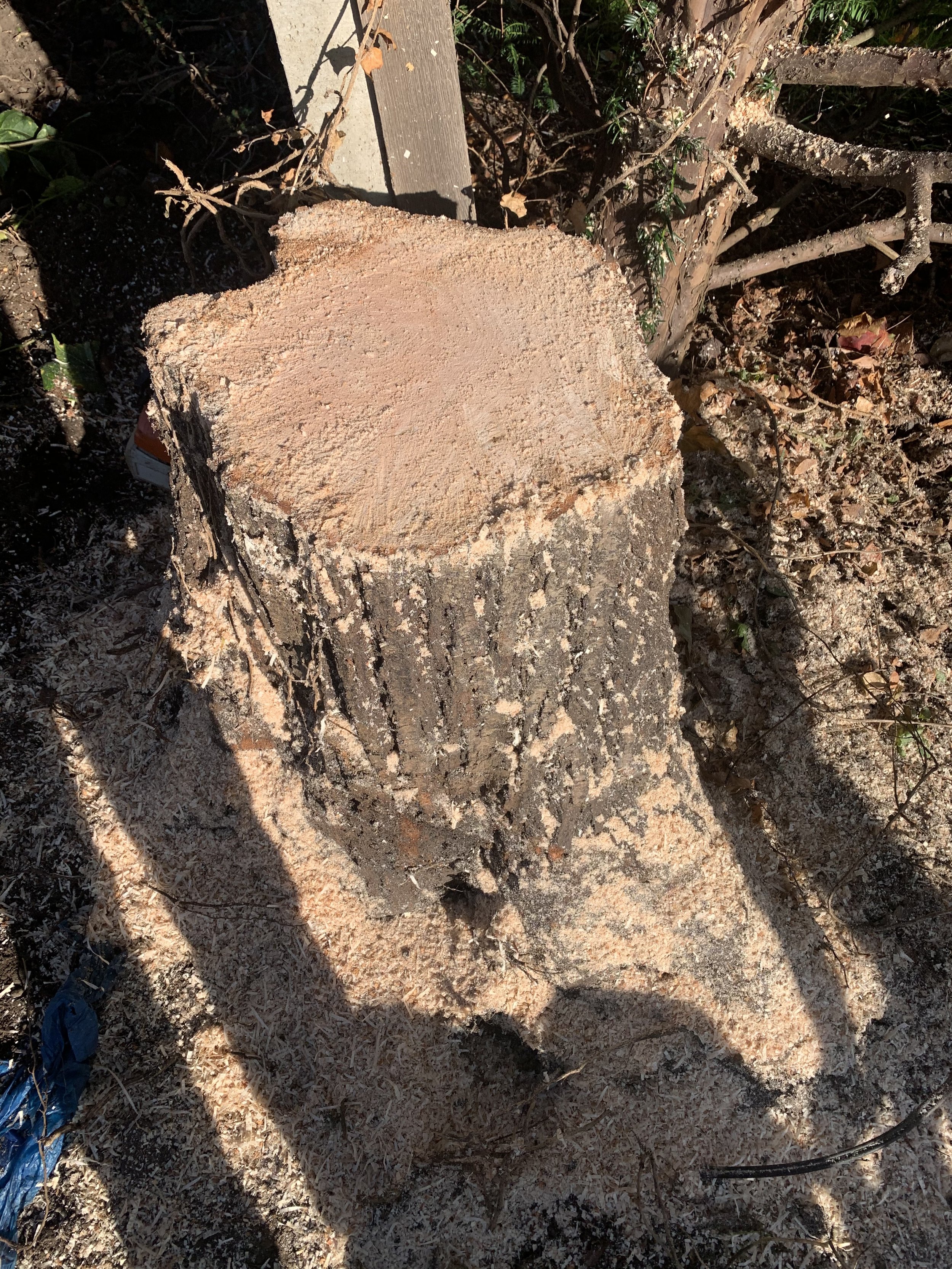 Tree stump obstructing the position of a planned garden fence before stump grinding