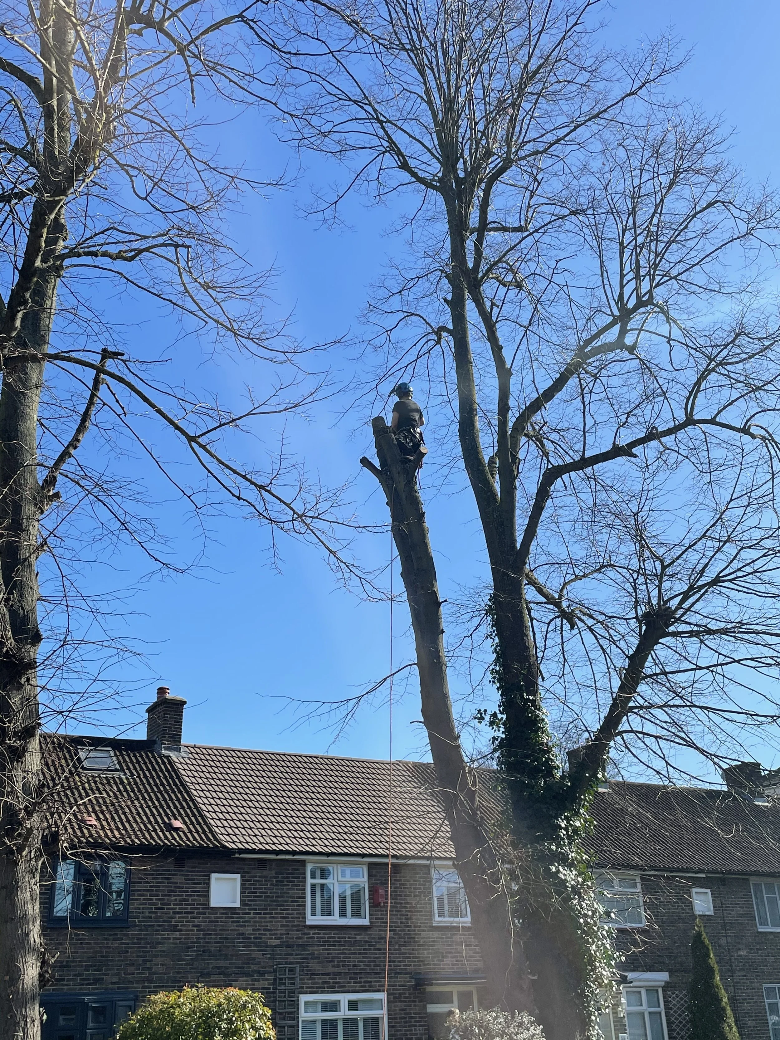 Tree surgeon dismantling one stem of a multi-stem tree before its removal.
