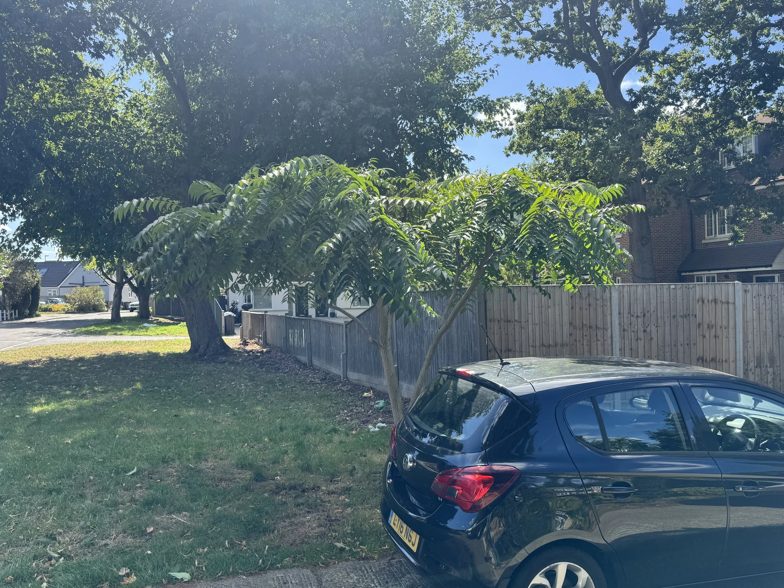 Small tree of heaven after height reduction and pruning