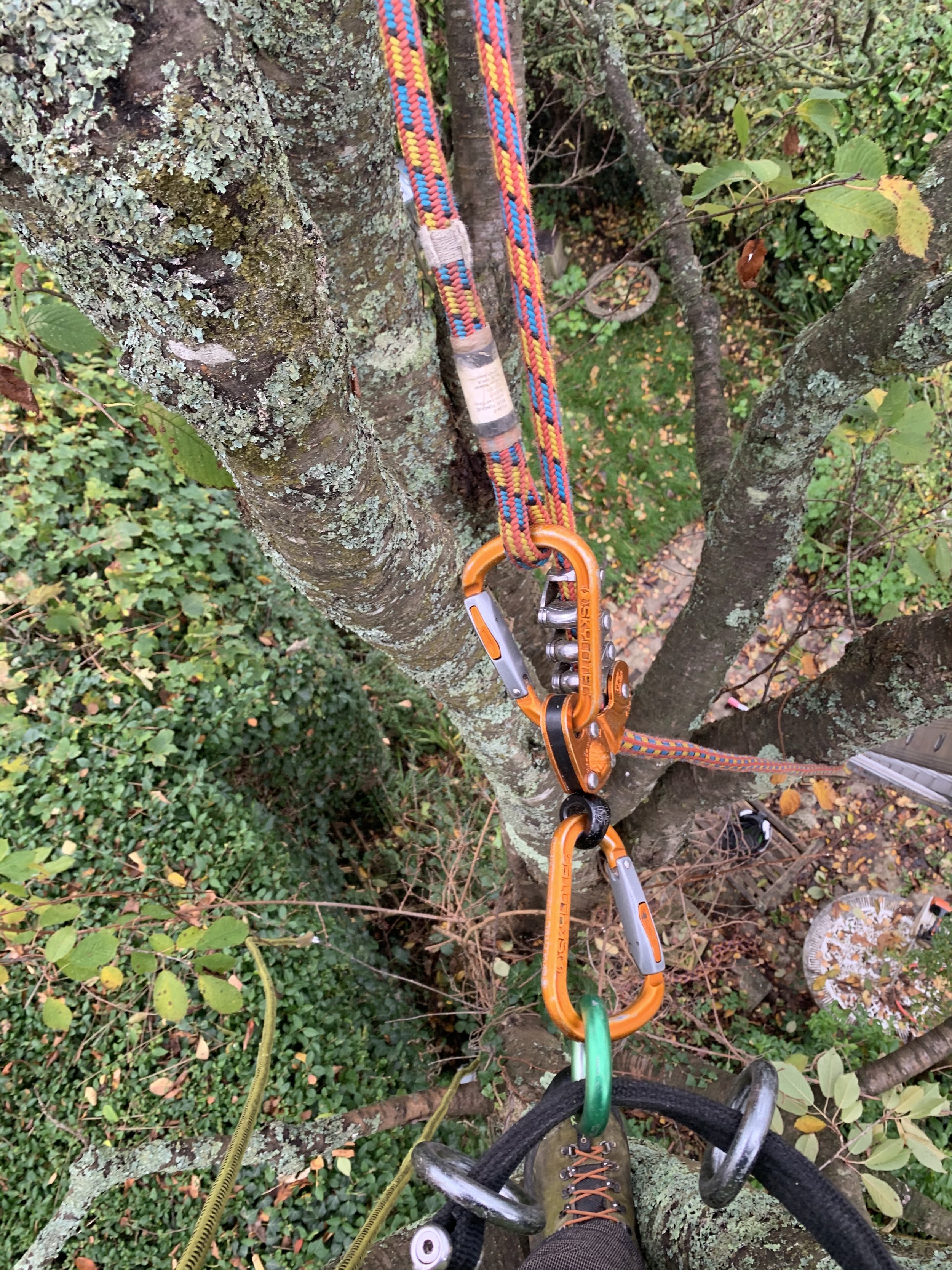 Tree climbing ropes and equipment secured to tree during a professional