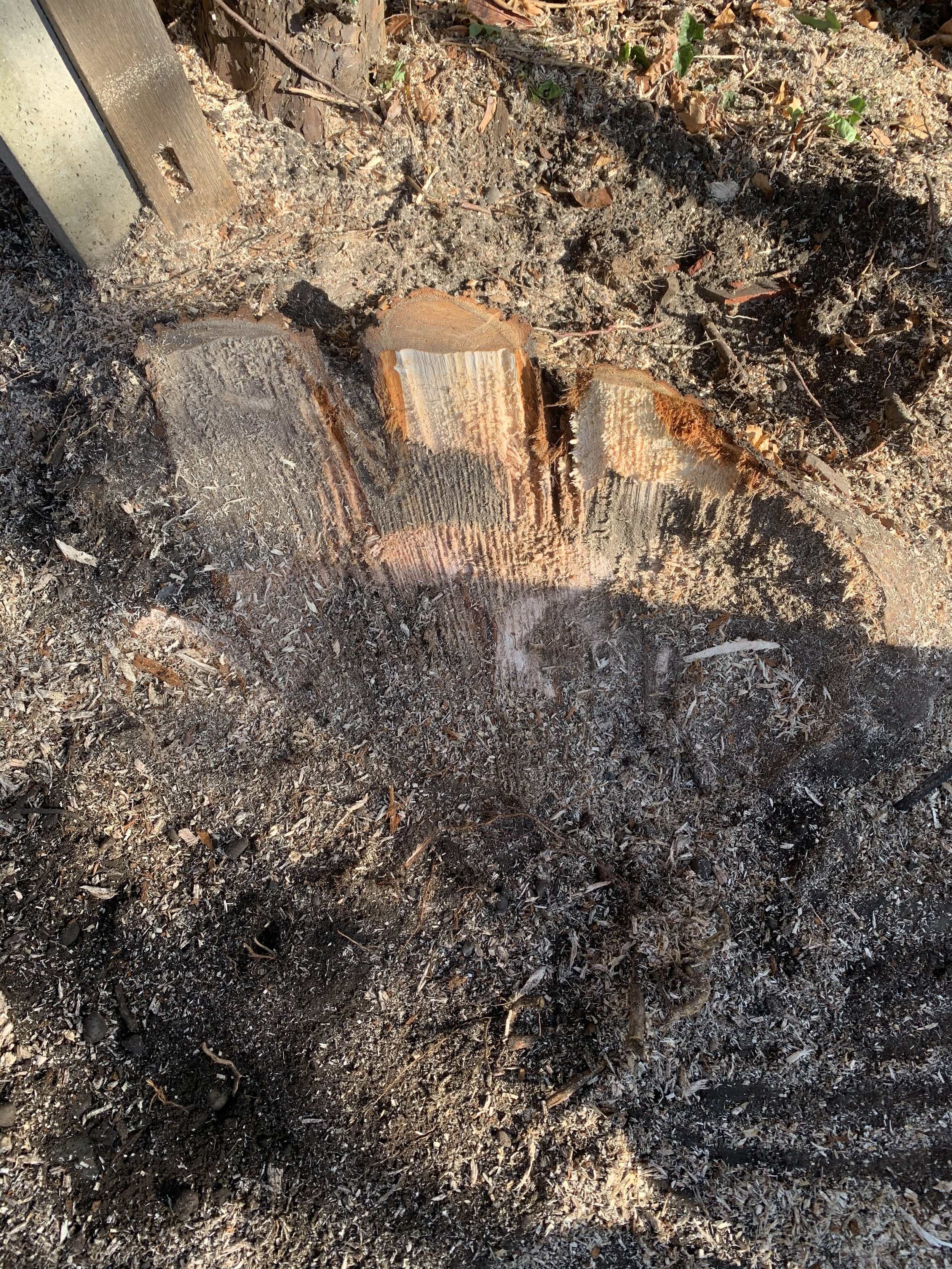 Larger conifer stump showing a large portion of the stump being removed by a stump grinder