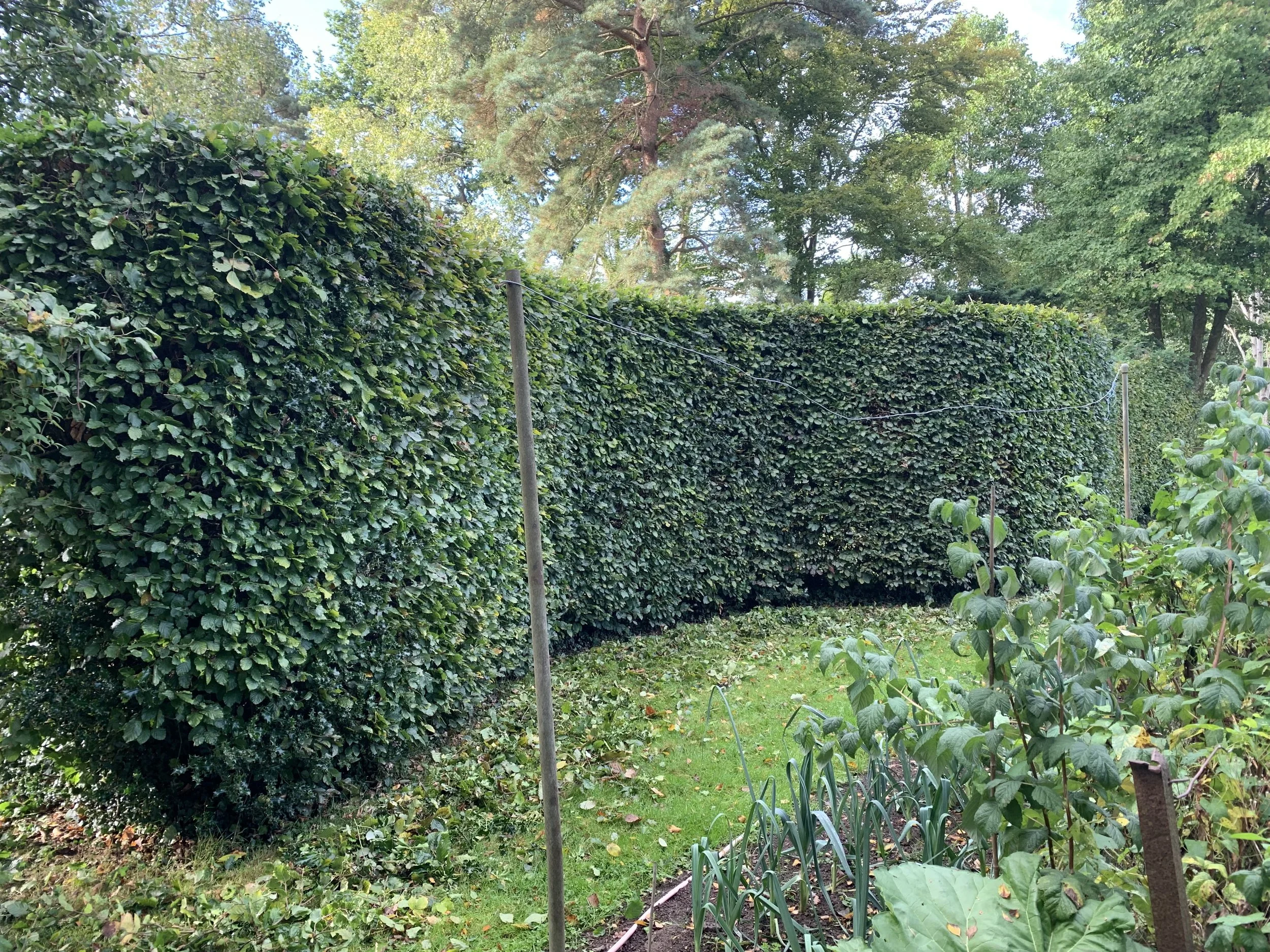 Neatly trimmed garden hedge maintained by JRT Tree Care