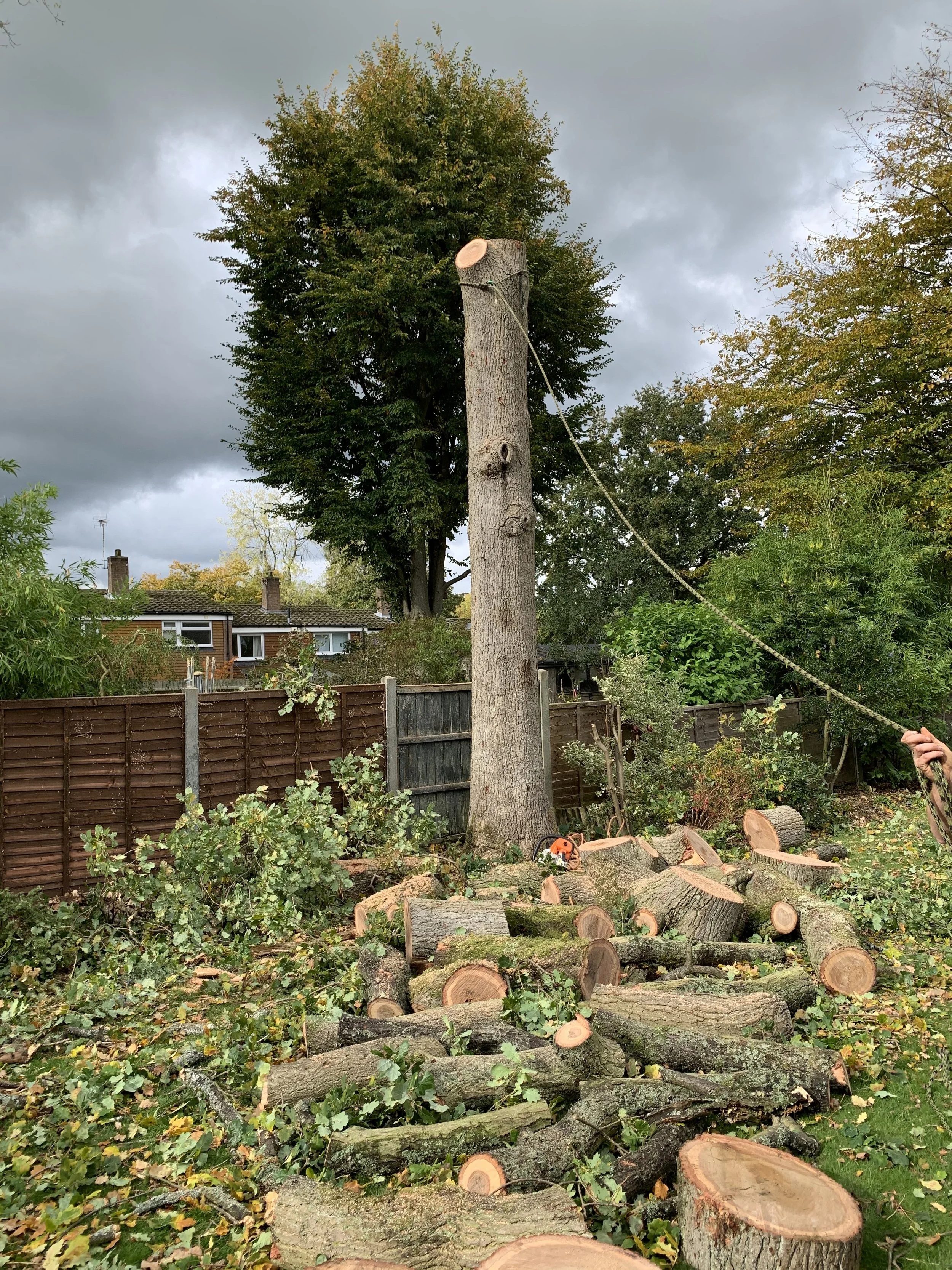 Oak trunk prepared to be cut and pulled over before being cut into manageable logs during tree surgery works