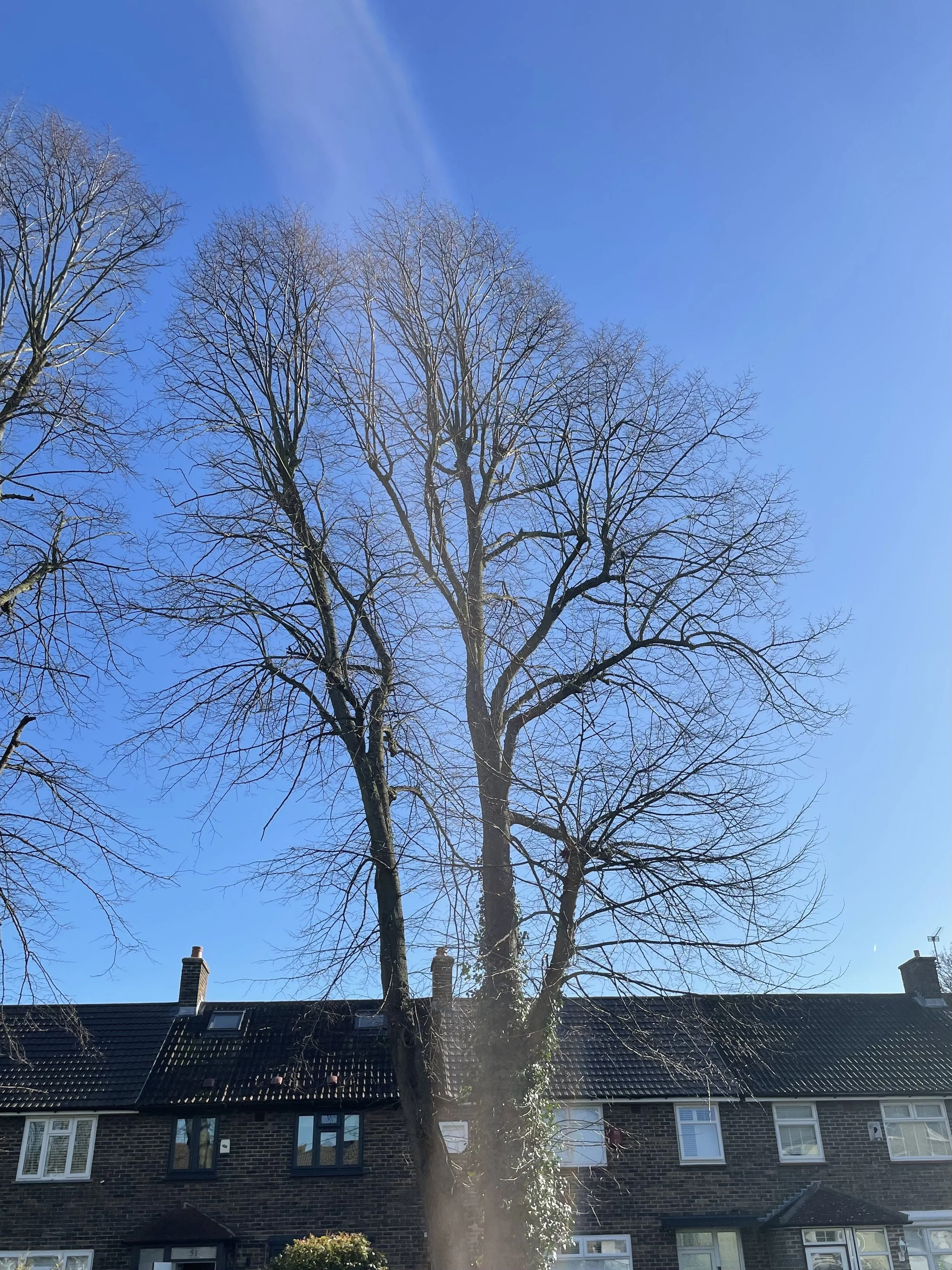 Multi-stem tree before one stem was dismantled and removed by JRT Tree Care.