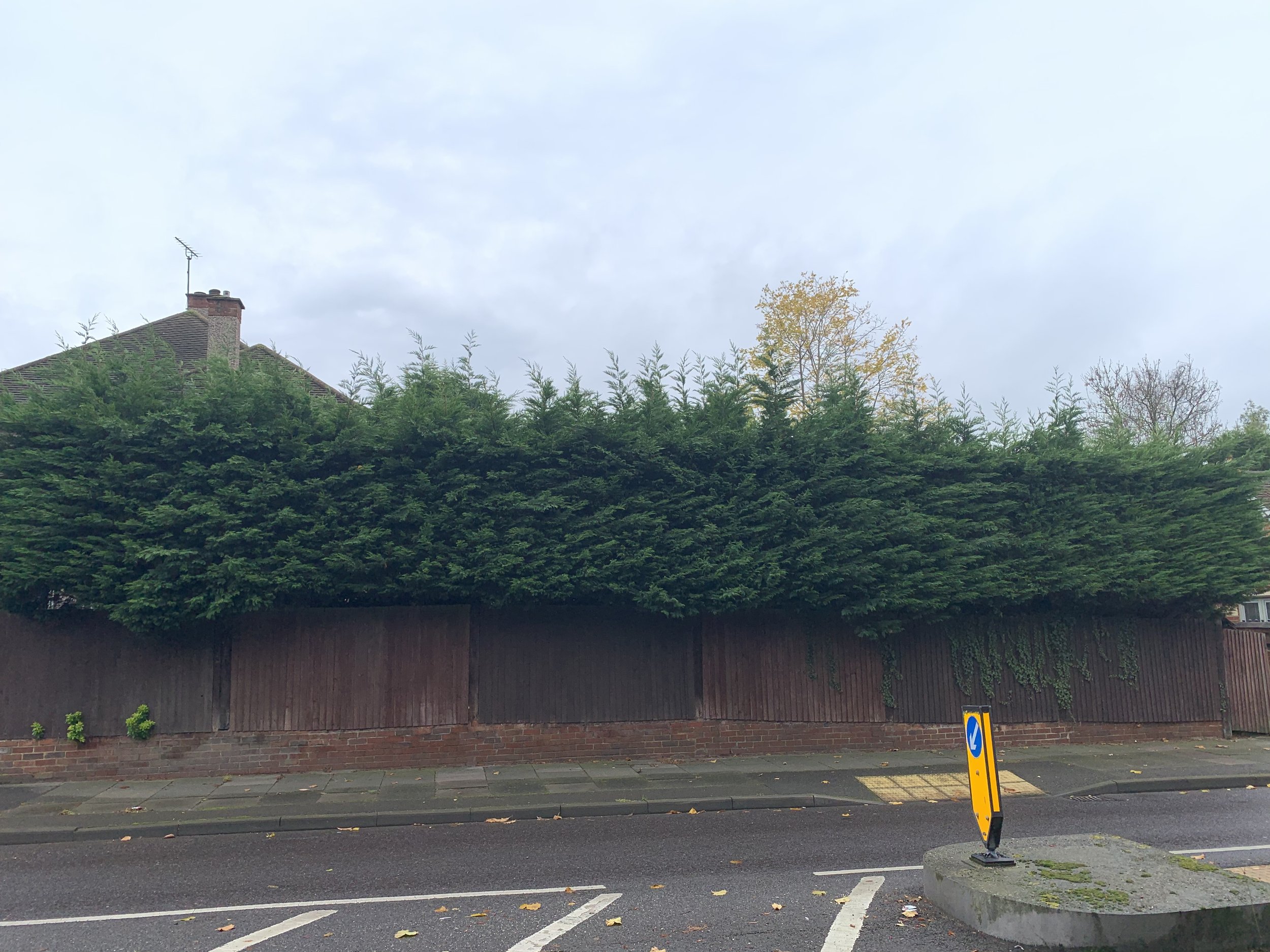 Overgrown conifer boundary hedge before height reduction and trimming
