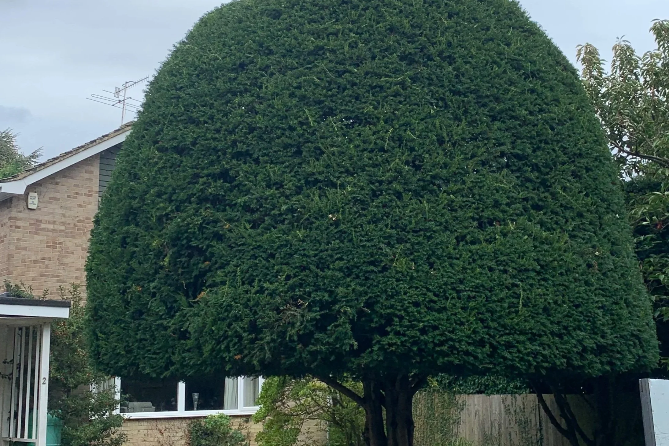 Large yew tree trimmed into a rounded shape
