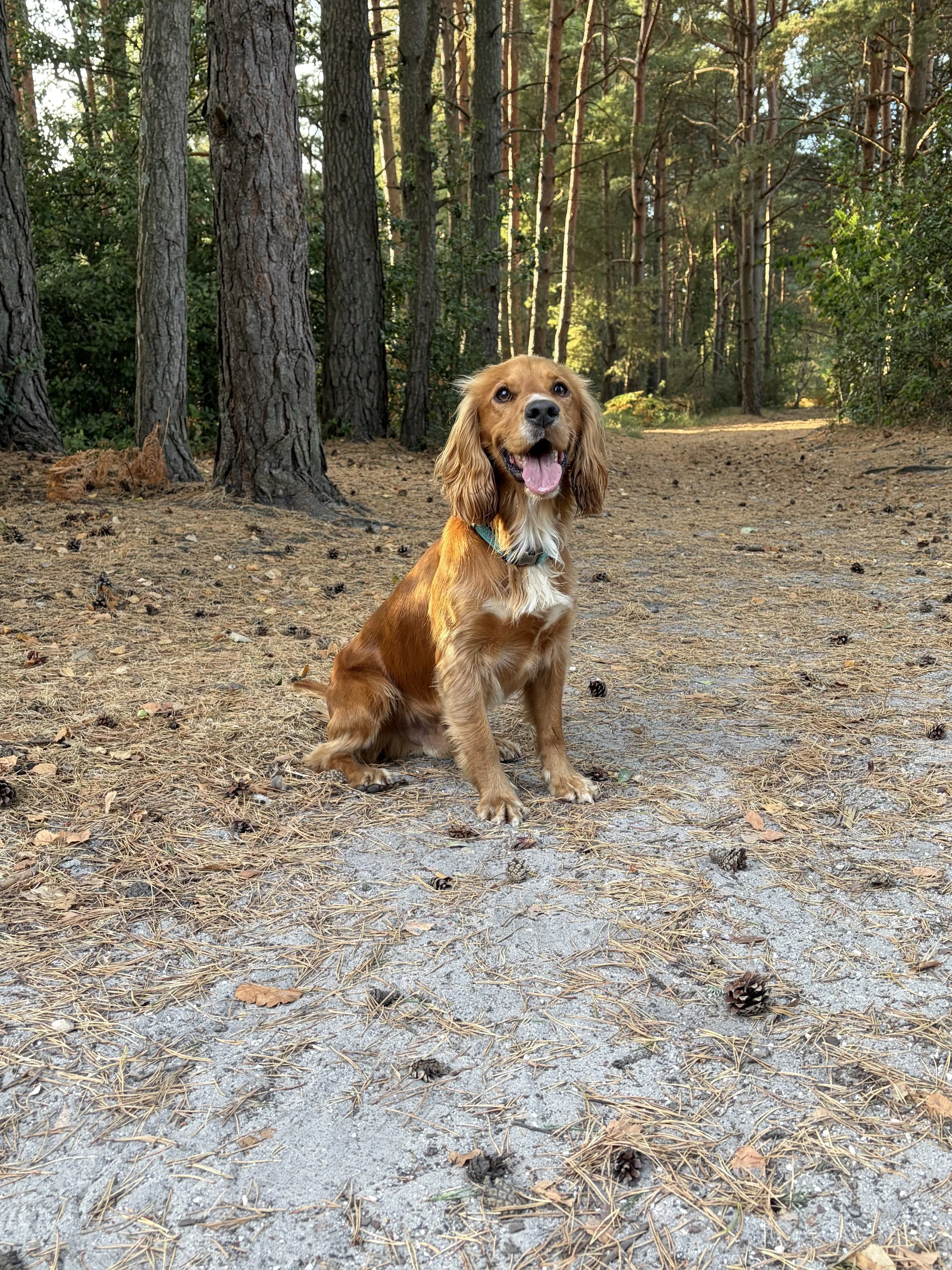 Wesley the Cocker Spaniel enjoying a woodland walk.