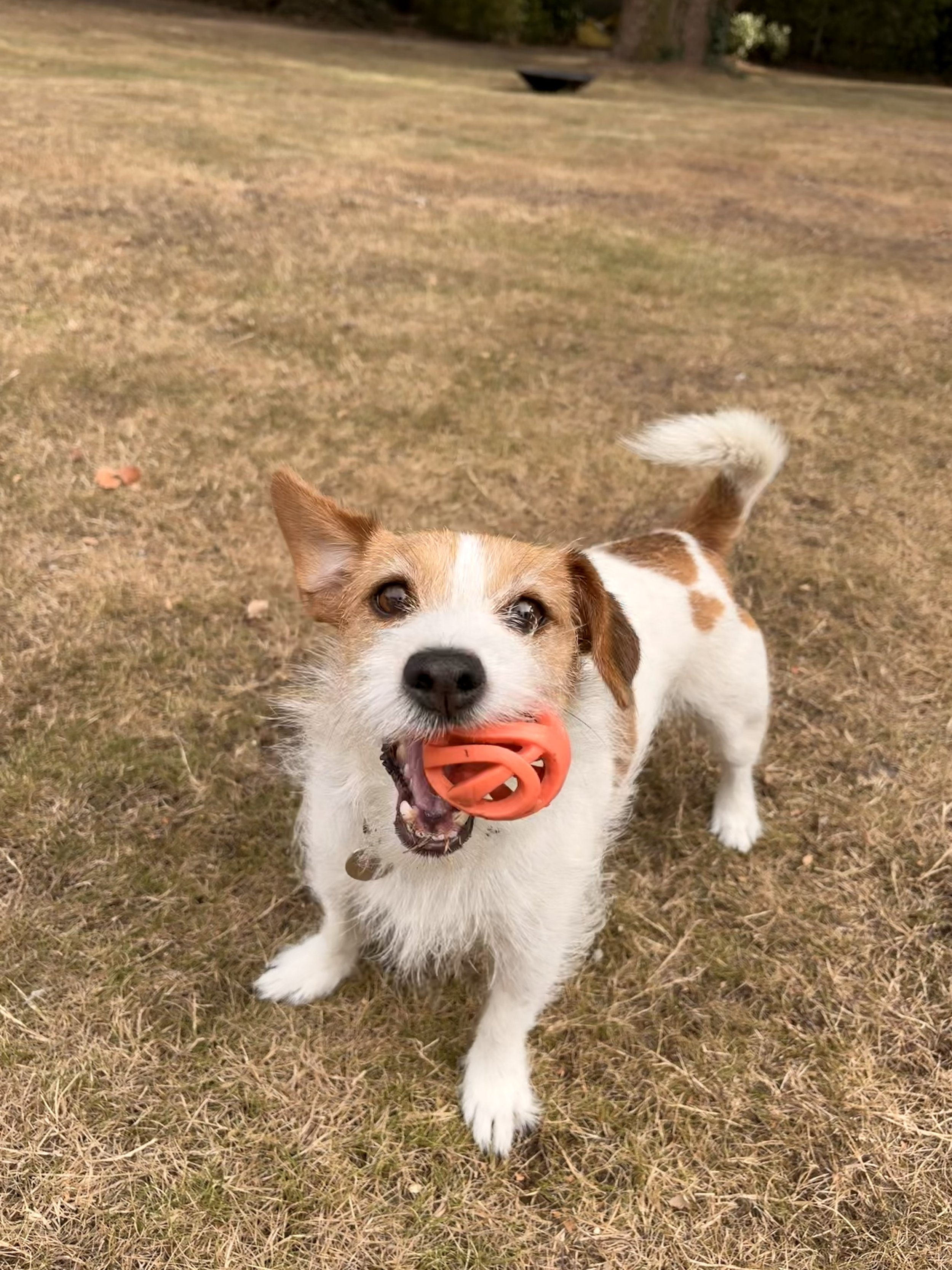 Small dog playing with a toy during outdoor pet care.