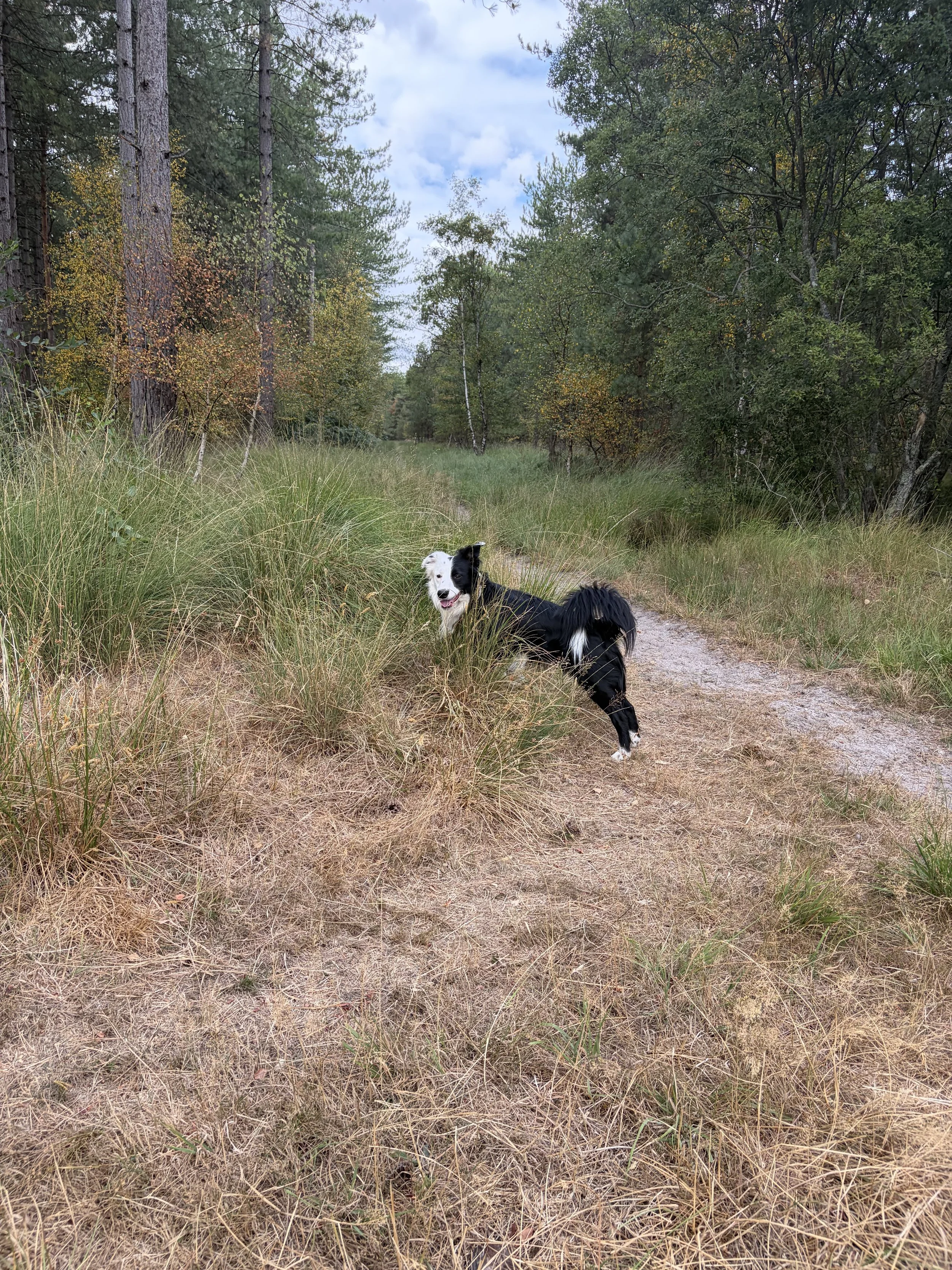 Black and white dog enjoying a woodland walk.