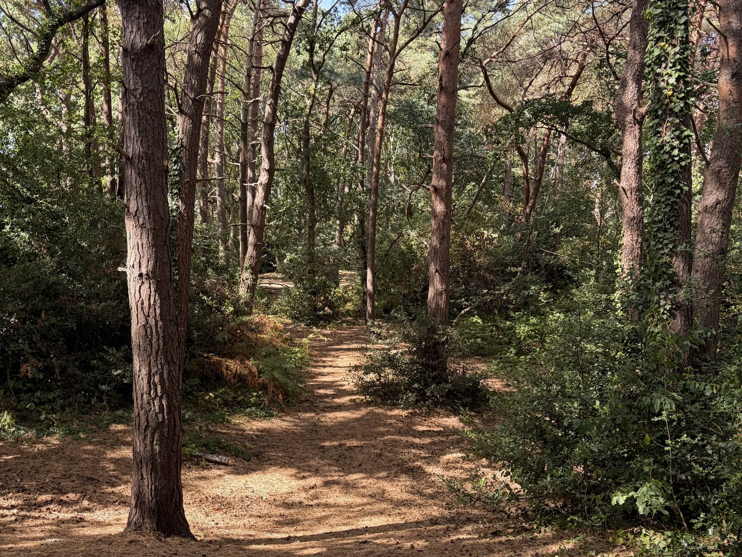 Woodland trail ideal for peaceful dog walks in the local area.