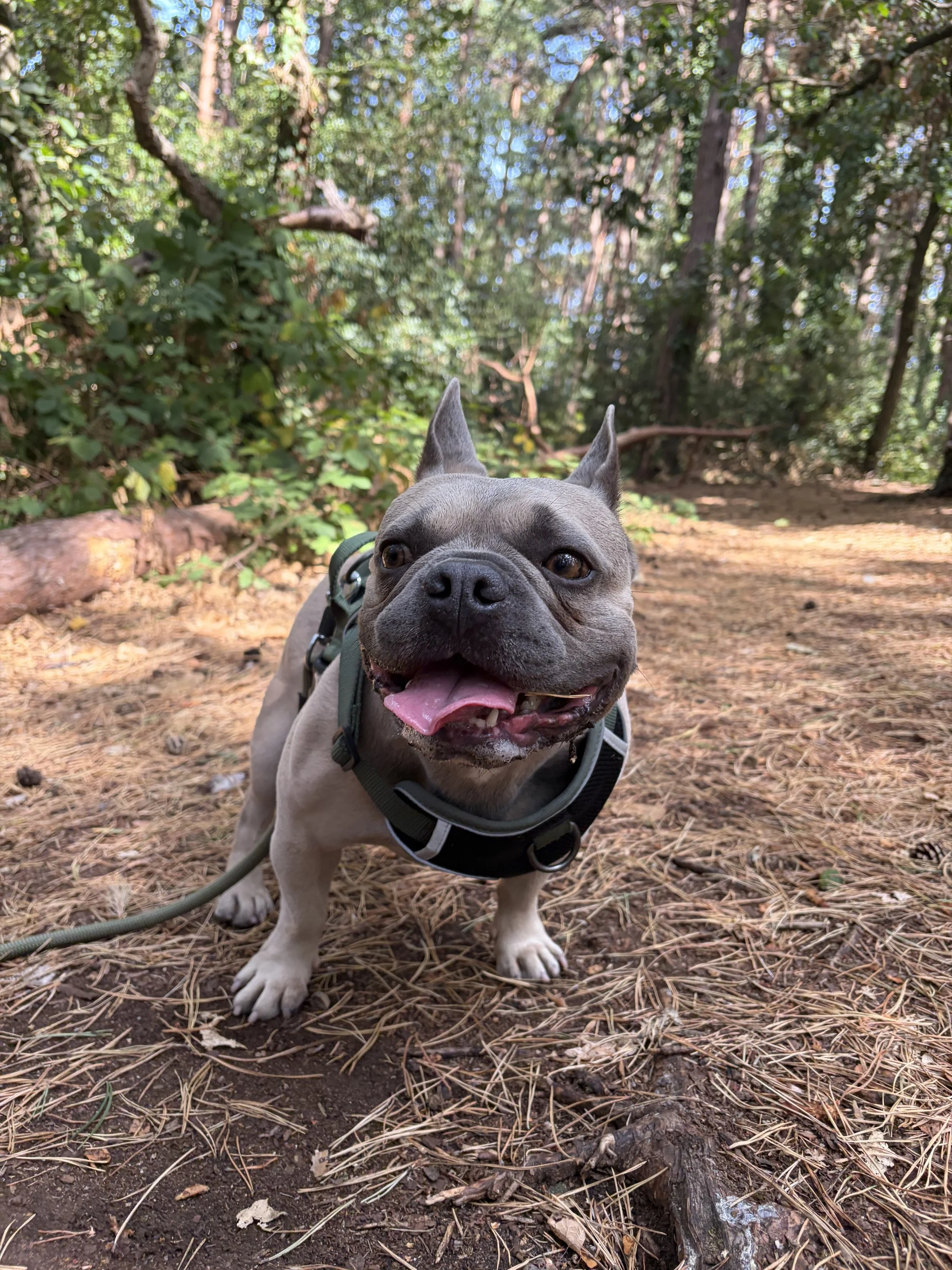 French Bulldog enjoying a woodland walk with Wesley & Friends Pet Care.