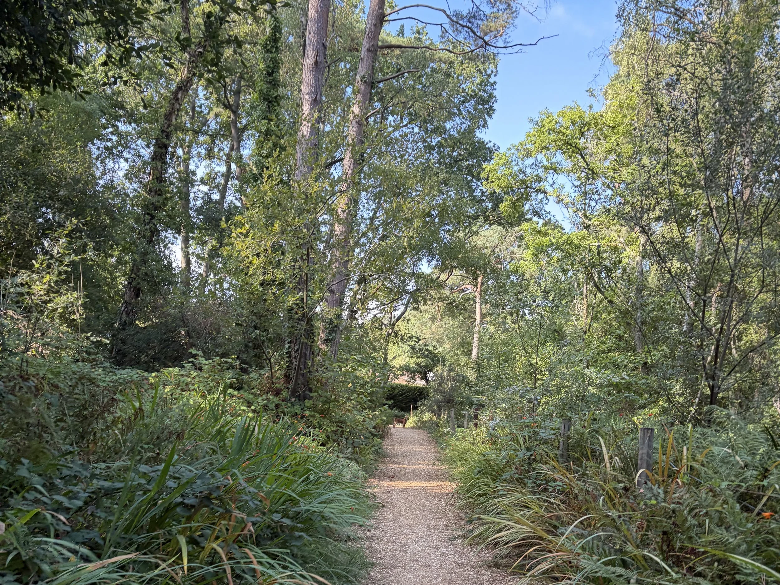 Woodland walking path used for dog walks with Wesley & Friends Pet Care.