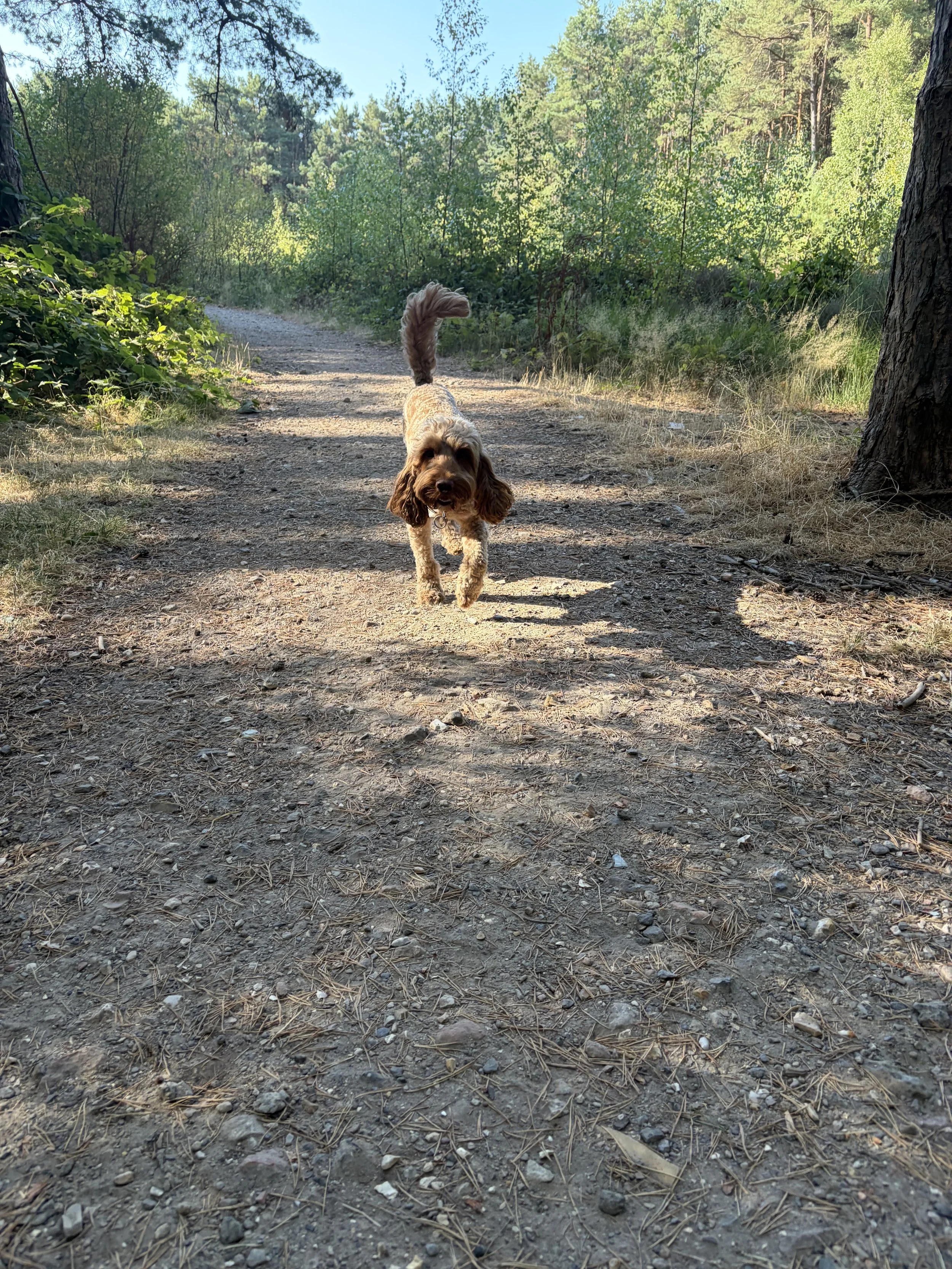 IMG_0215.jpeg