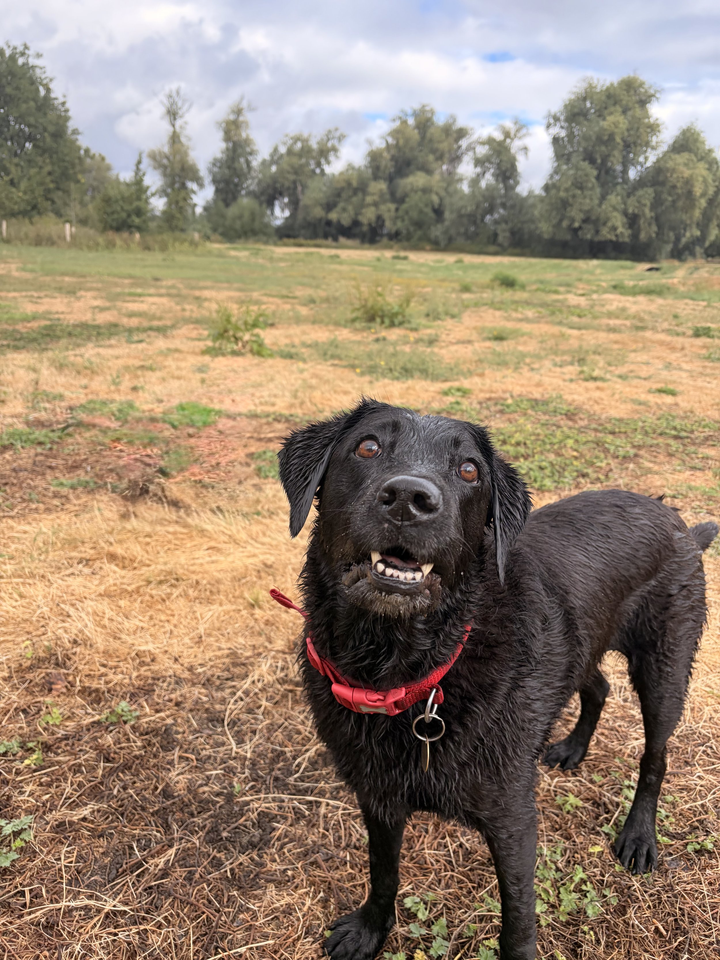 Black dog enjoying an outdoor walk with Wesley & Friends Pet Care.