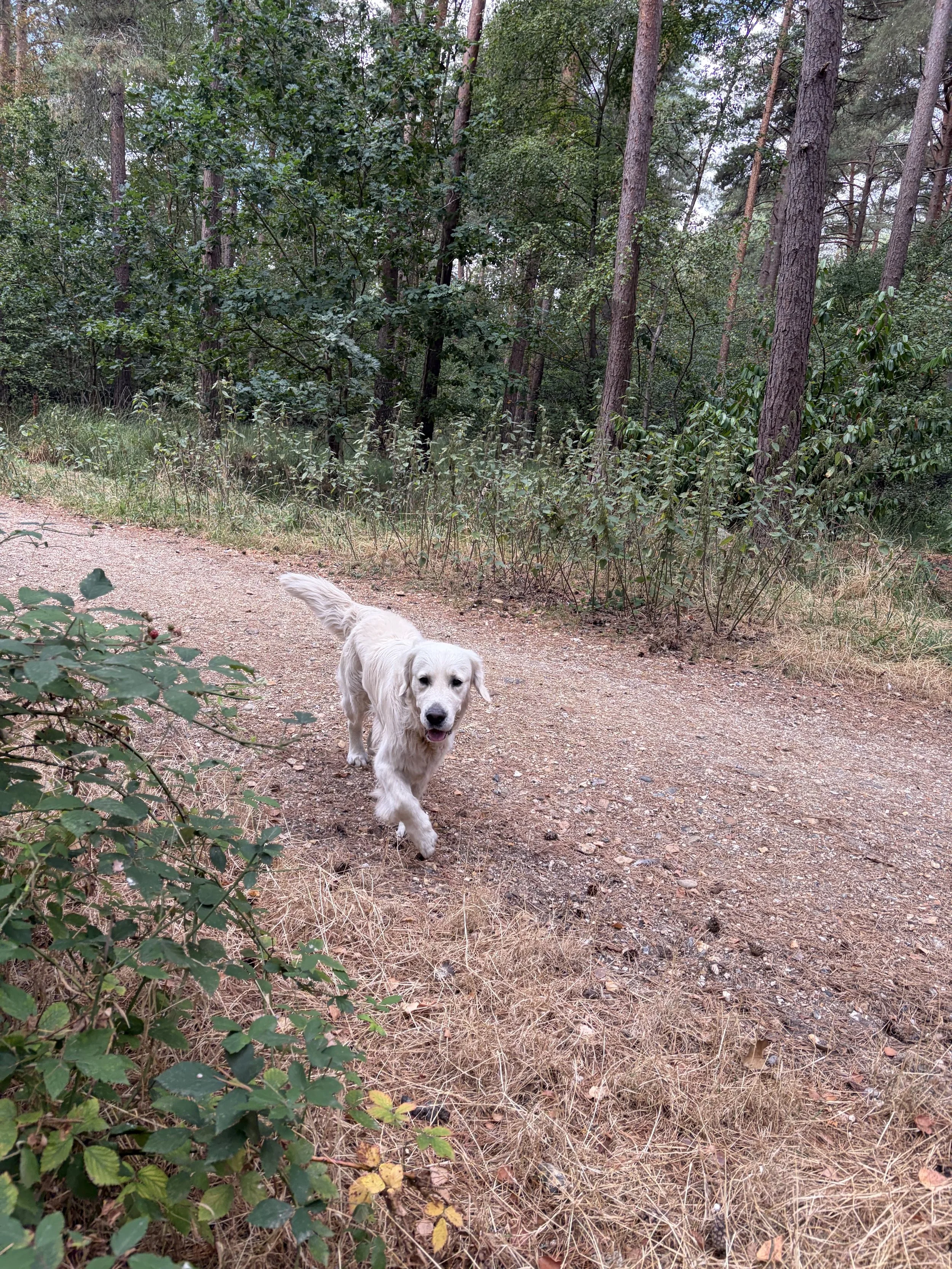 Dog enjoying a woodland walk with Wesley & Friends Pet Care.