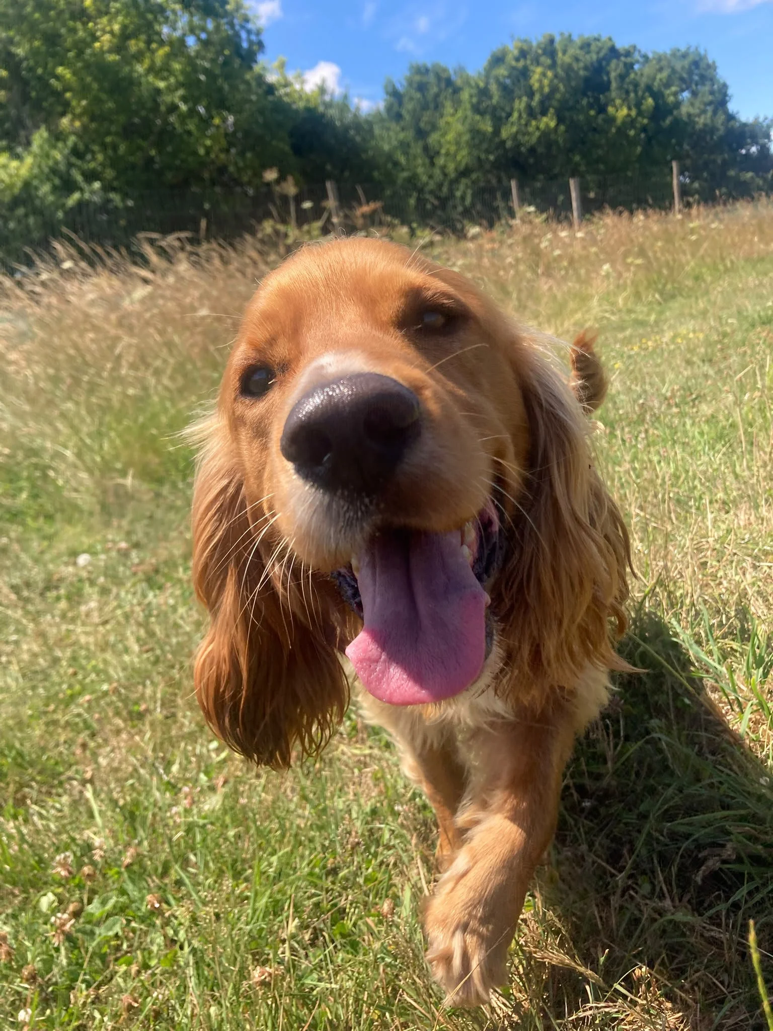 Wesley the Cocker Spaniel enjoying a walk in a grassy field.