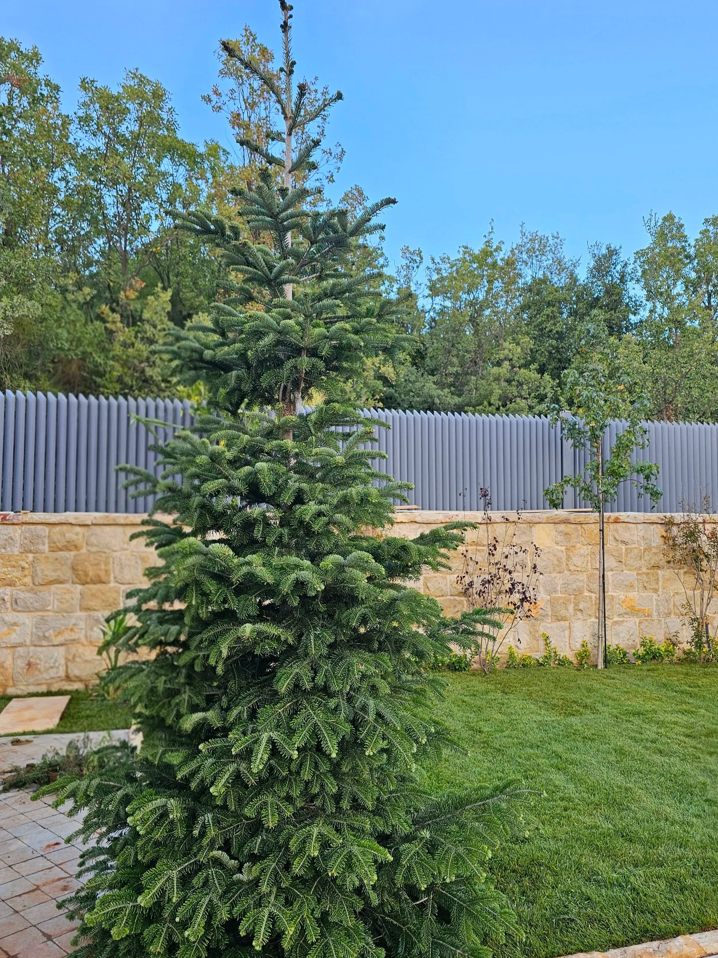 A small evergreen tree in a backyard with green grass, a stone wall, and a blue sky.