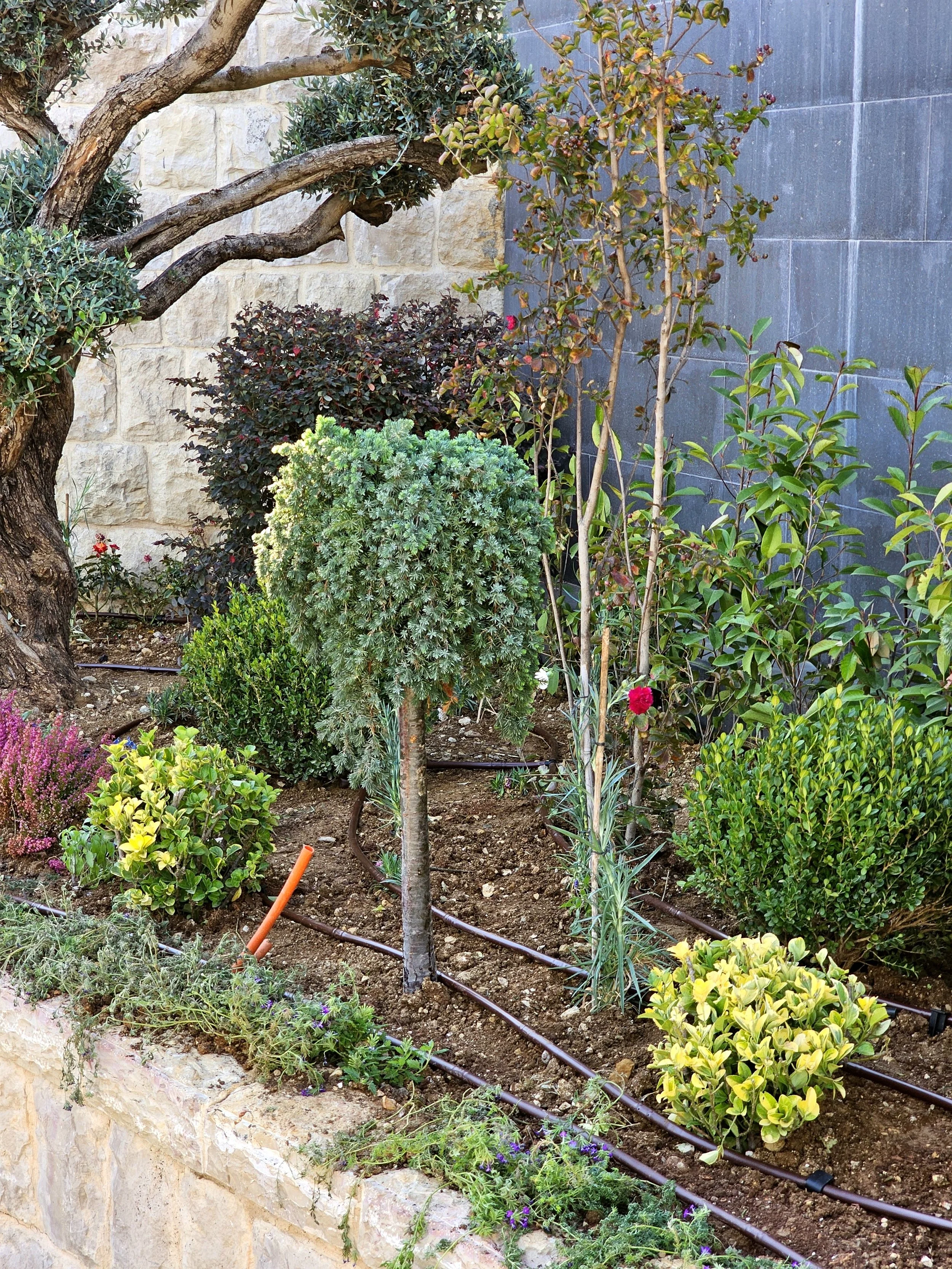 A lush garden with a variety of green and flowering plants, a tree with twisting branches, a stone wall in the background, and a drip irrigation system along the soil.