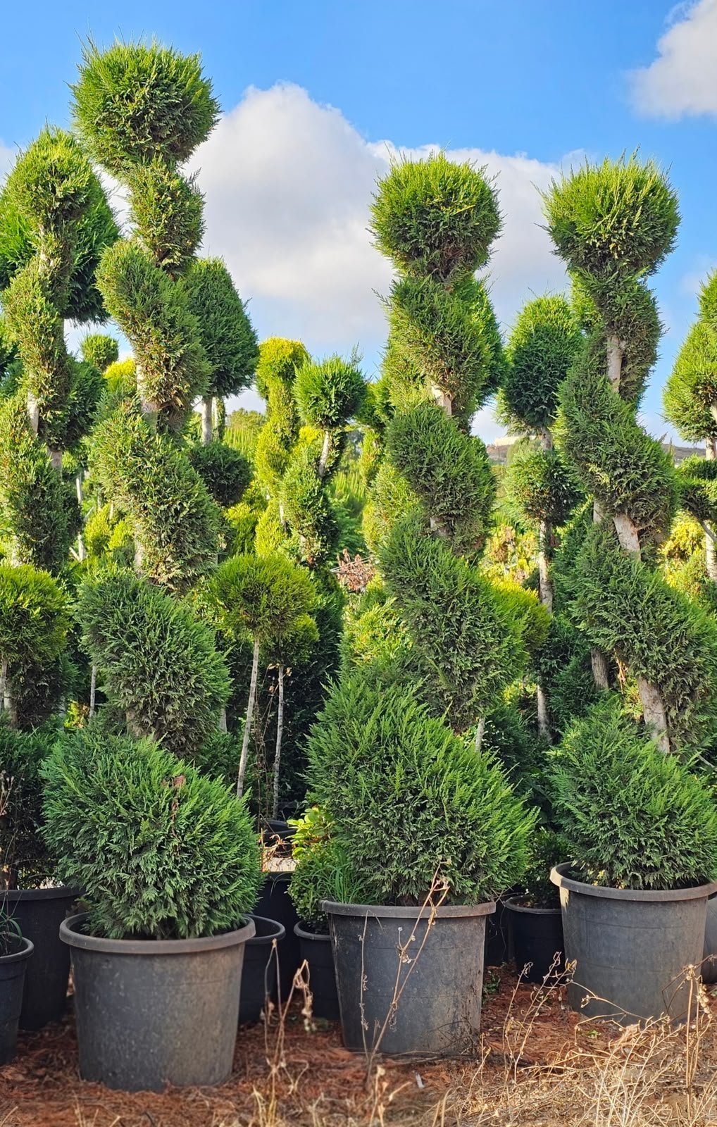 Elite Topiaries