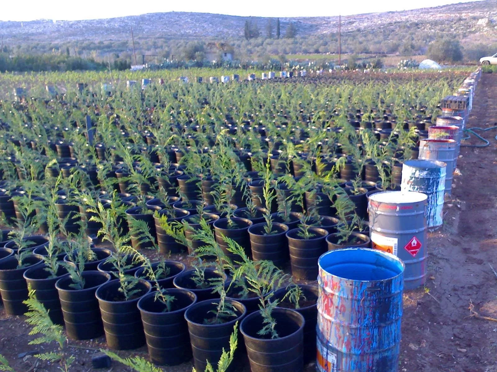 Rows of young cannabis plants in black pots on a farm with barrels of chemicals or fertilizer beside them, with hills in the background.