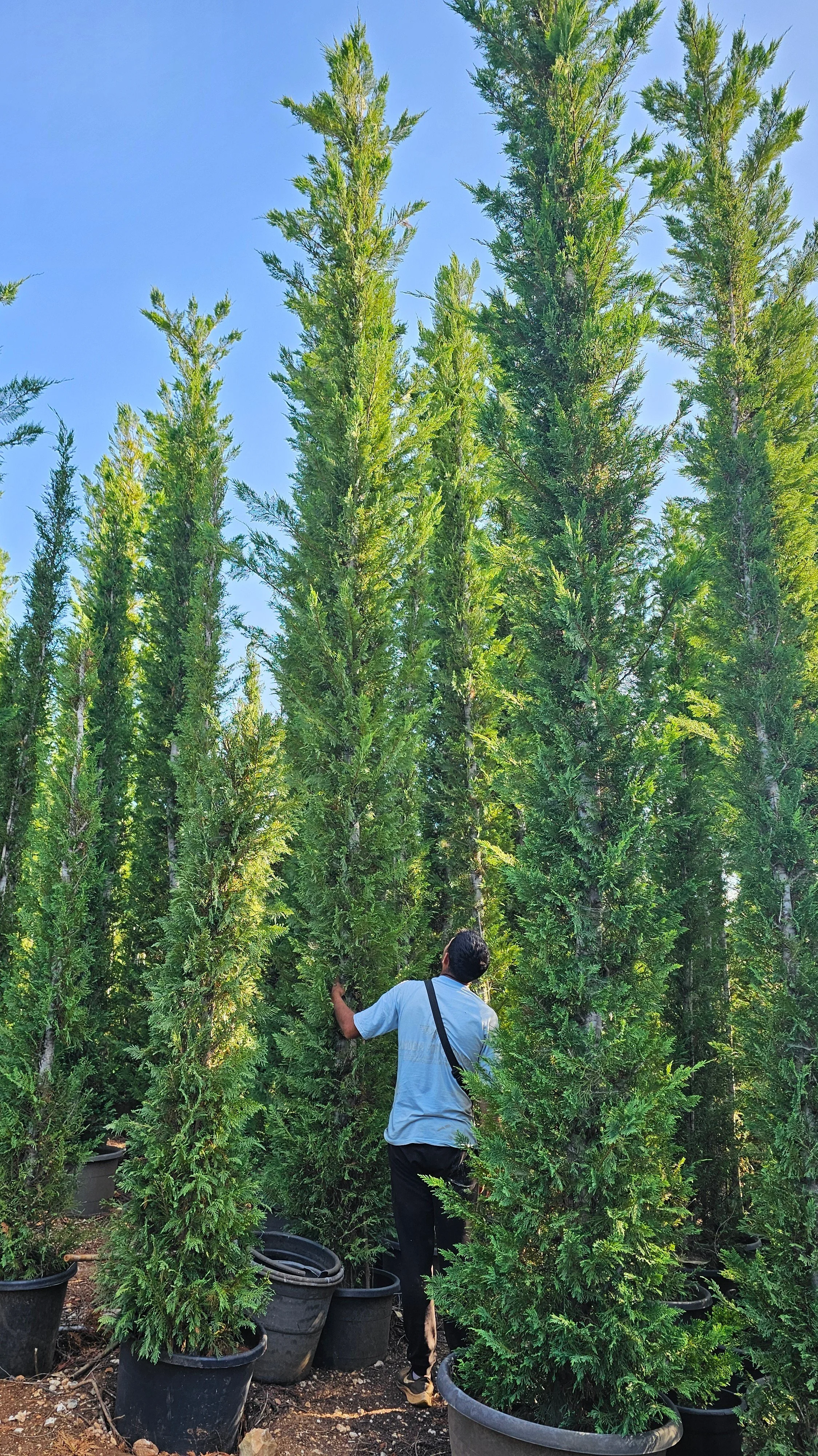 A man wearing a light blue shirt and black pants is seen from behind, standing among tall potted evergreen trees in a nursery or garden center on a sunny day, with a clear blue sky overhead.