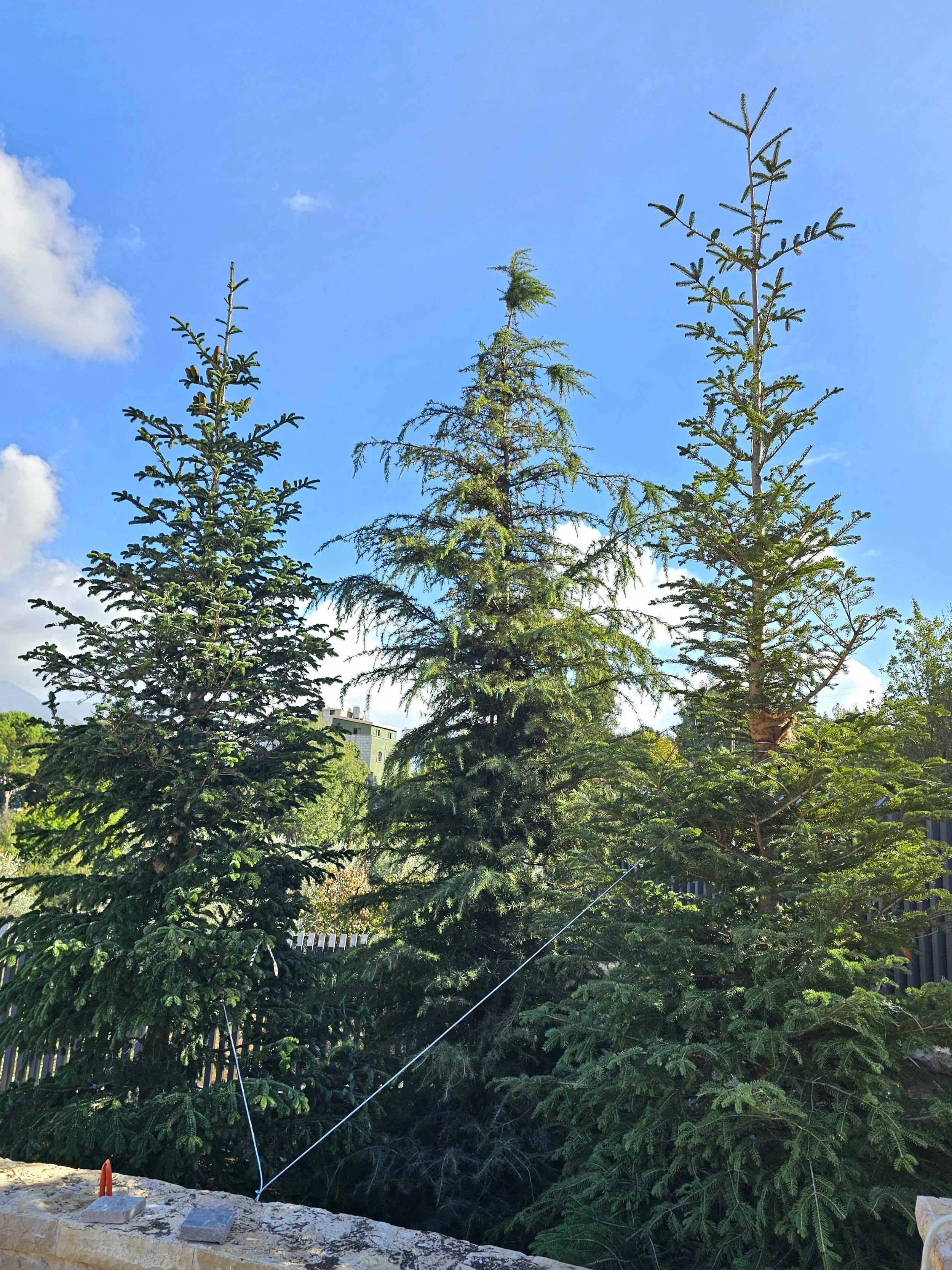 Three tall evergreen trees against a bright blue sky with some white clouds, viewed from a stone wall with wires and a small orange object in the foreground.