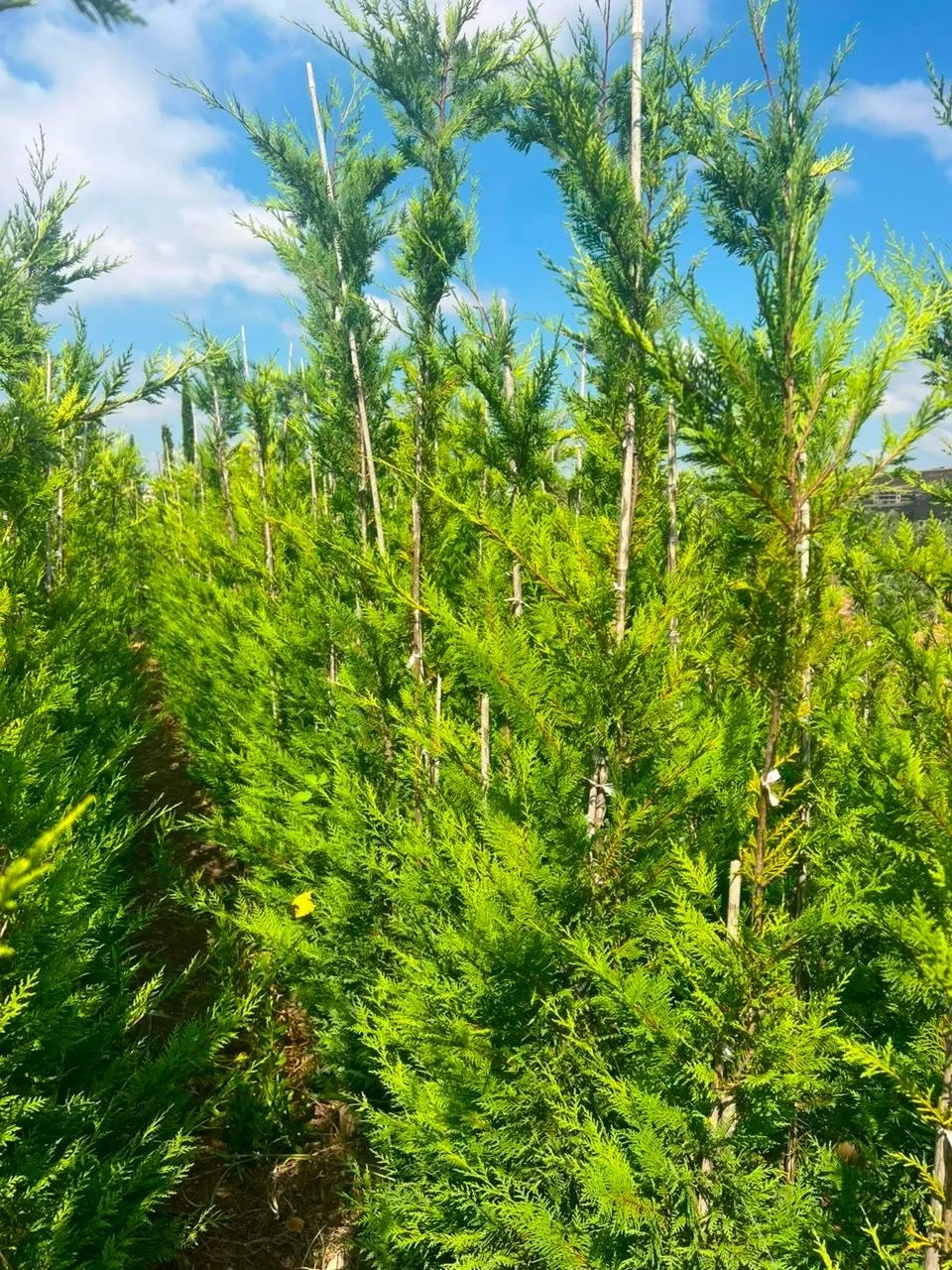 Leylandi - 2-2.5m - Dense.jpeg
