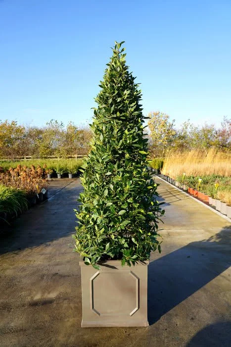 Bay Laurel Pyramid