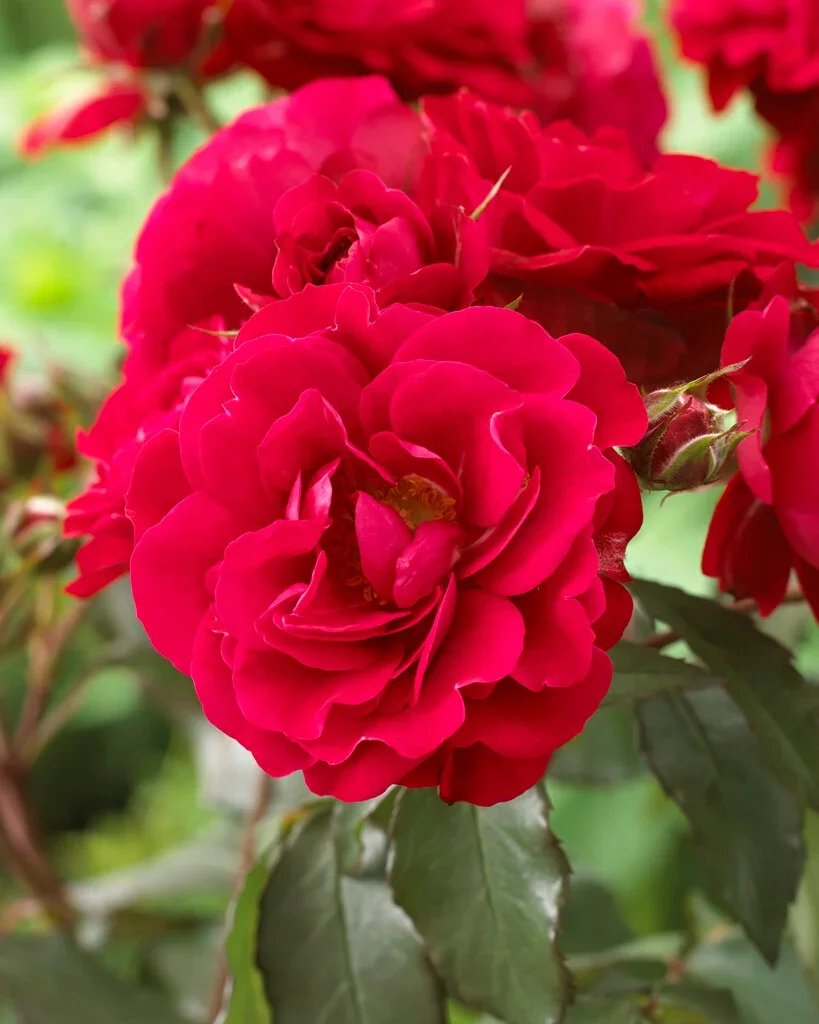 Europeana rose